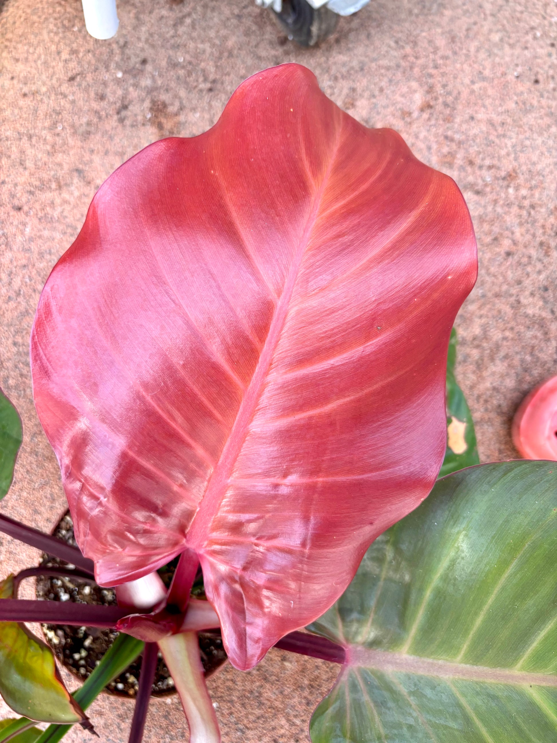 Philodendron Yellow Flame