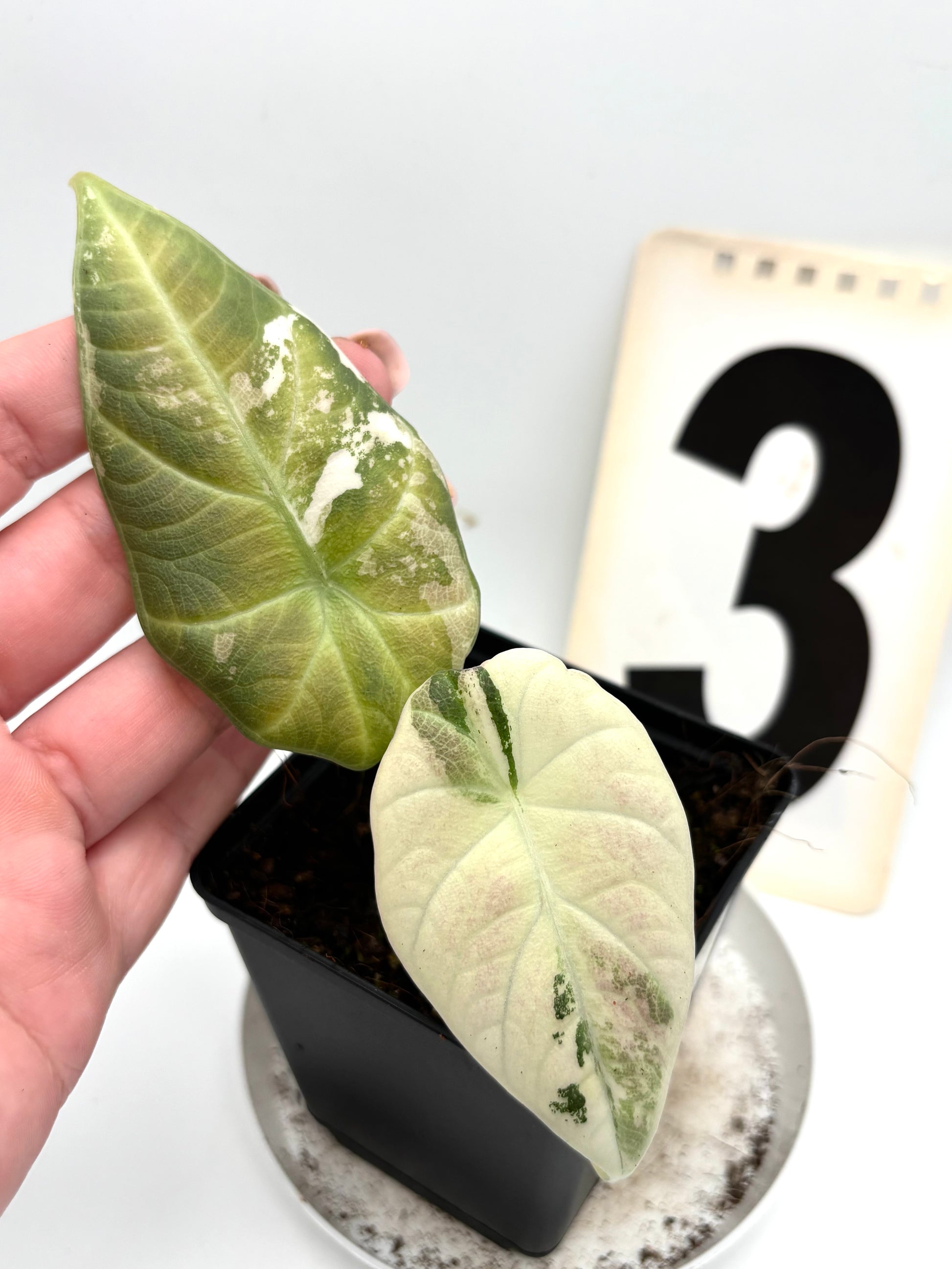 Alocasia Maharani Variegata
