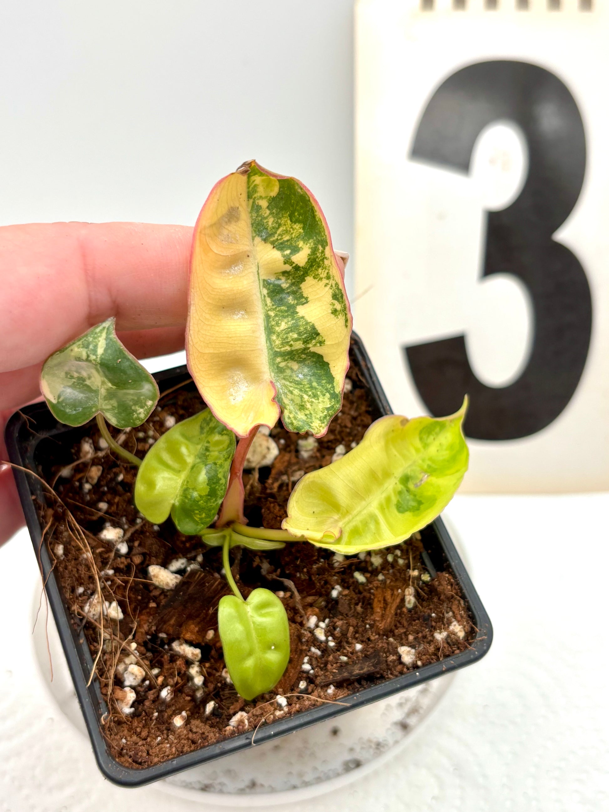 Philodendron Billietiae Variegata