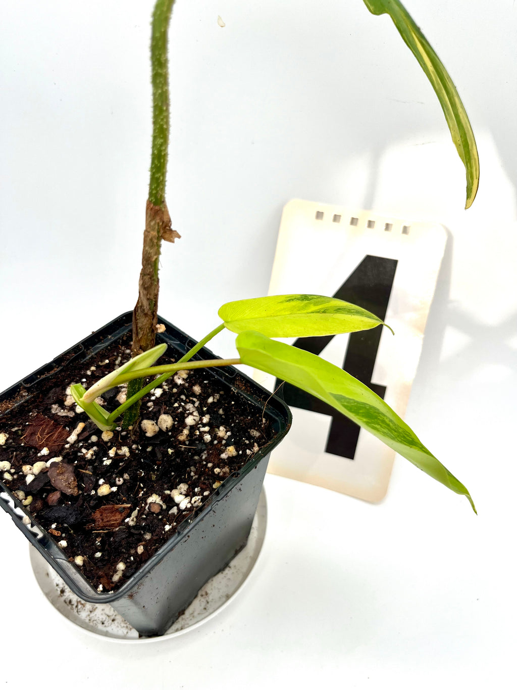 Philodendron Florida Beauty