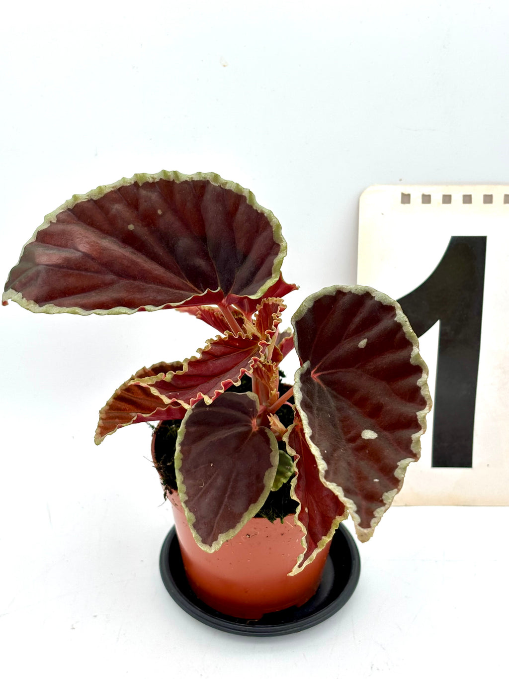 Grüne Begonia darthvaderiana ‘Green Spots’ von Exotic-Flowers mit bunten, gesprenkelten Blättern auf einem Topf fotografiert