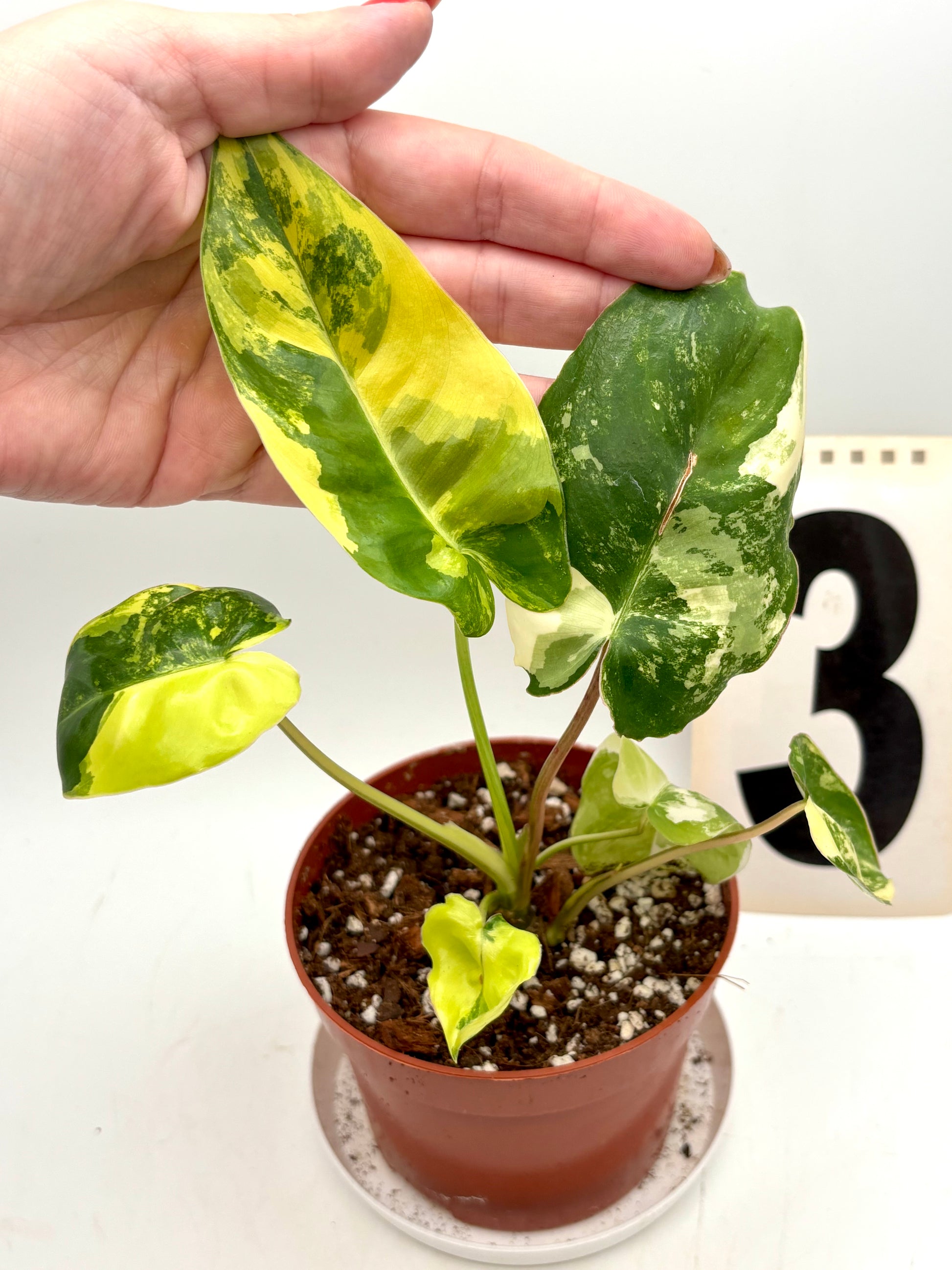 Philodendron Burle Marx Variegata