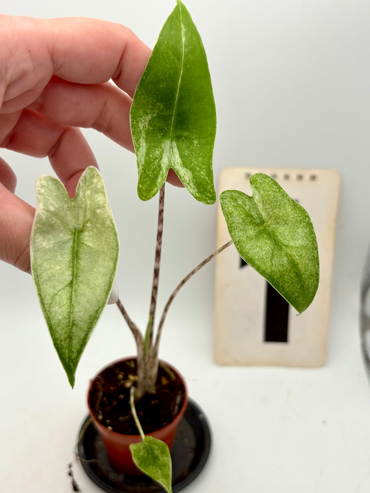 Alocasia Zebrina Mint Variegata Pflanze mit grünen und weißen Blättern, exotische Zimmerpflanze von Exotic-Flowers