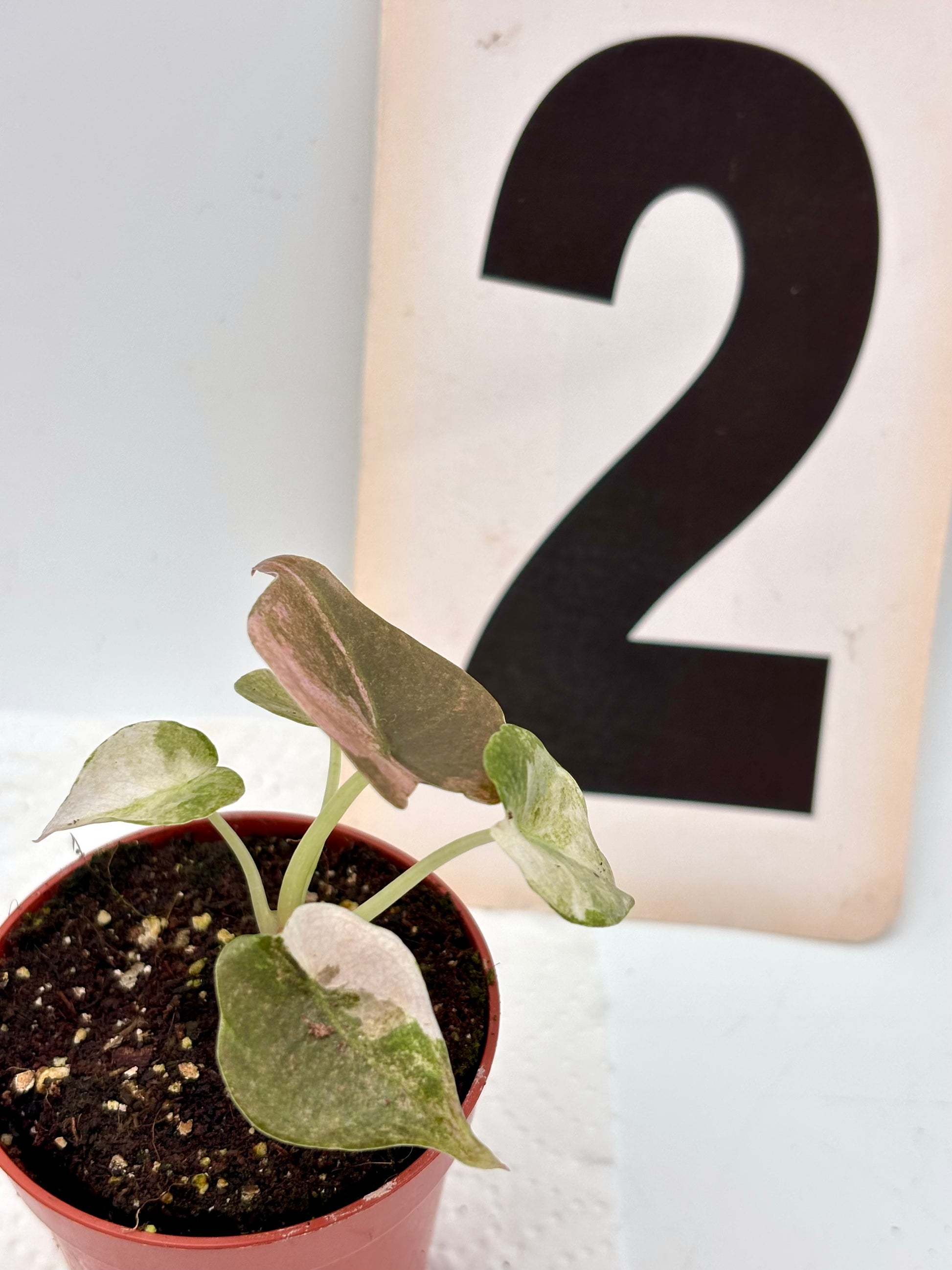 Alocasia Cuprea Mint Variegata