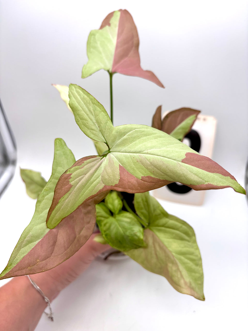 Syngonium Strawberry Milk