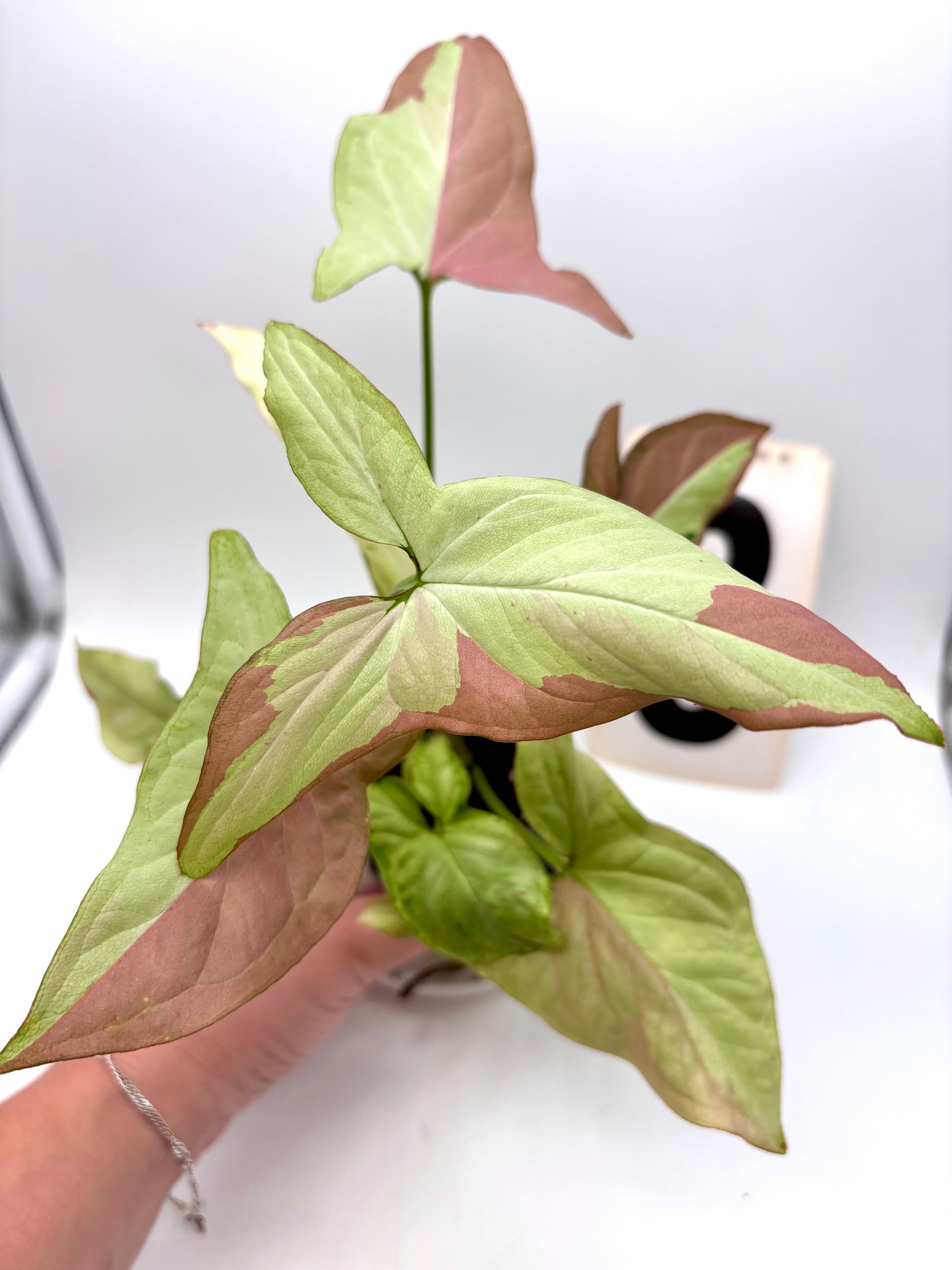 Syngonium Strawberry Milk