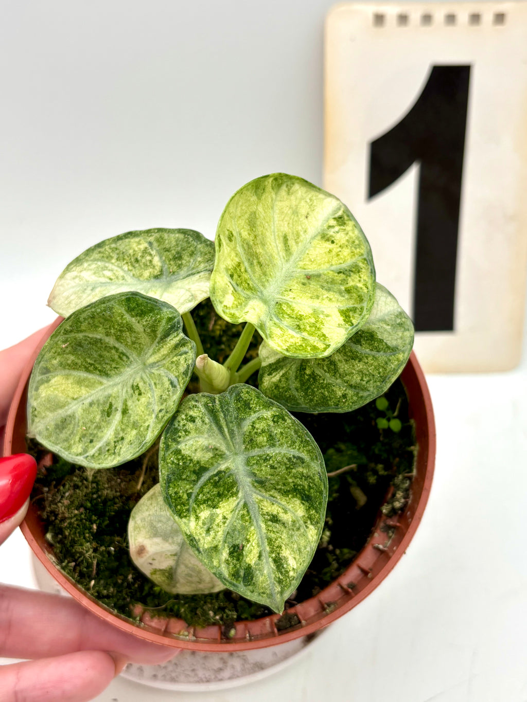 Alocasia Ninja Tricolor Variegata Pflanze mit grünen, weißen und roten Blättern, exotische Zimmerpflanze von Exotic-Flowers