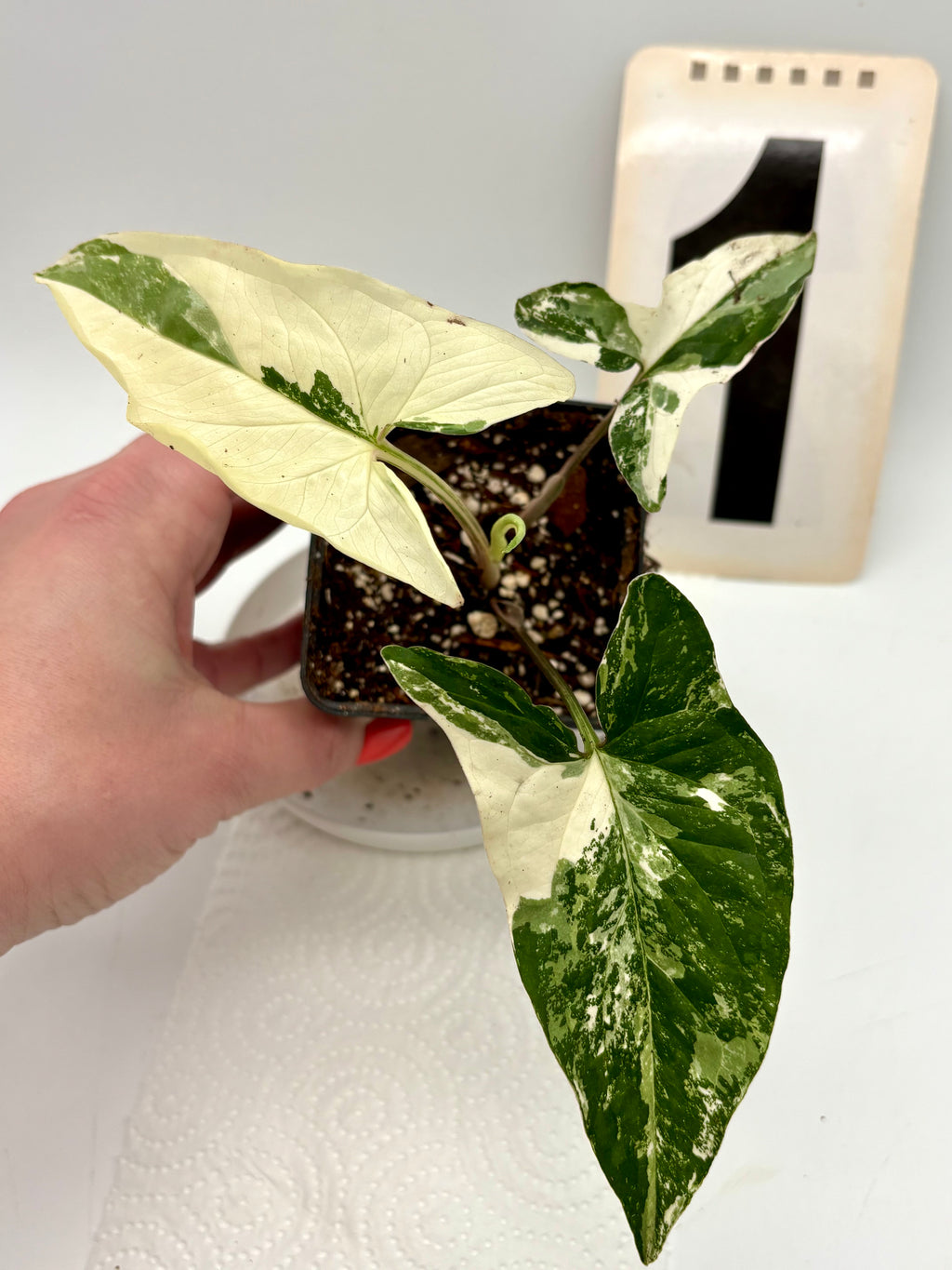 Syngonium Albo Variegata