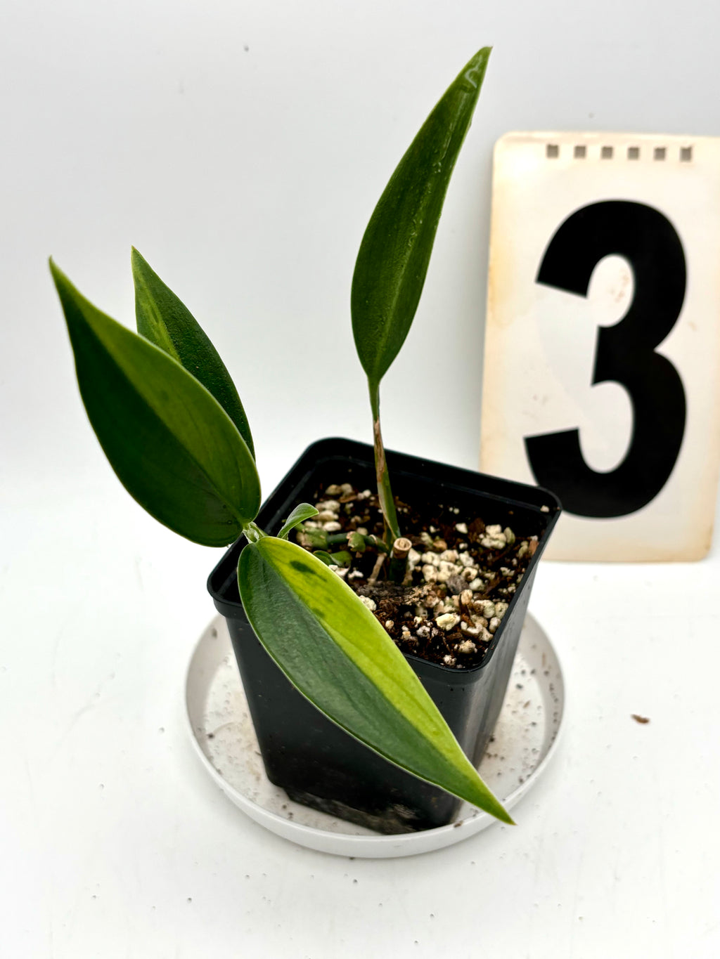 Verschiedene Scindapsus Coriaceus Variegata Topfpflanze mit grünen und variegierten Blättern, von Exotic-Flowers.