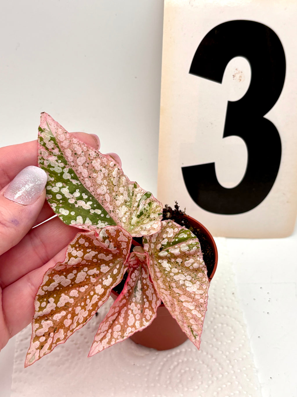 Begonia Snowcap Variegata