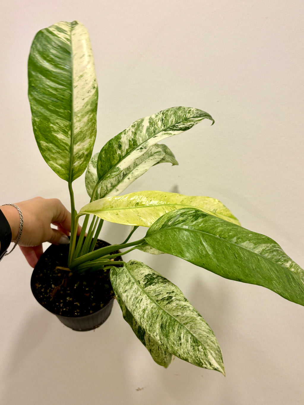 Variegierte Epipremnum Giganteum Pflanze von Exotic-Flowers mit grünen und weißen Blättern, im Top, Nahaufnahme