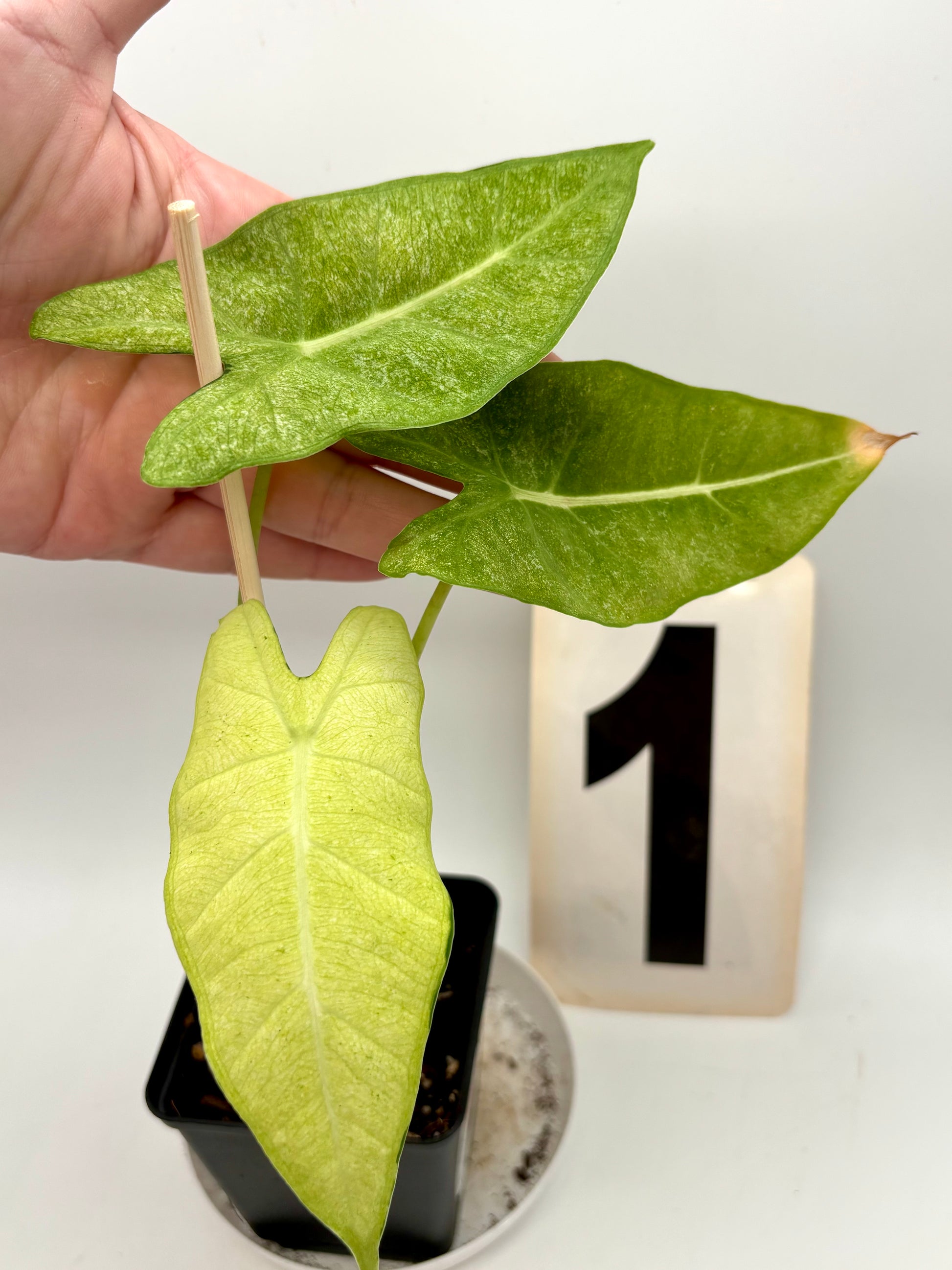 Alocasia Frydek Mint