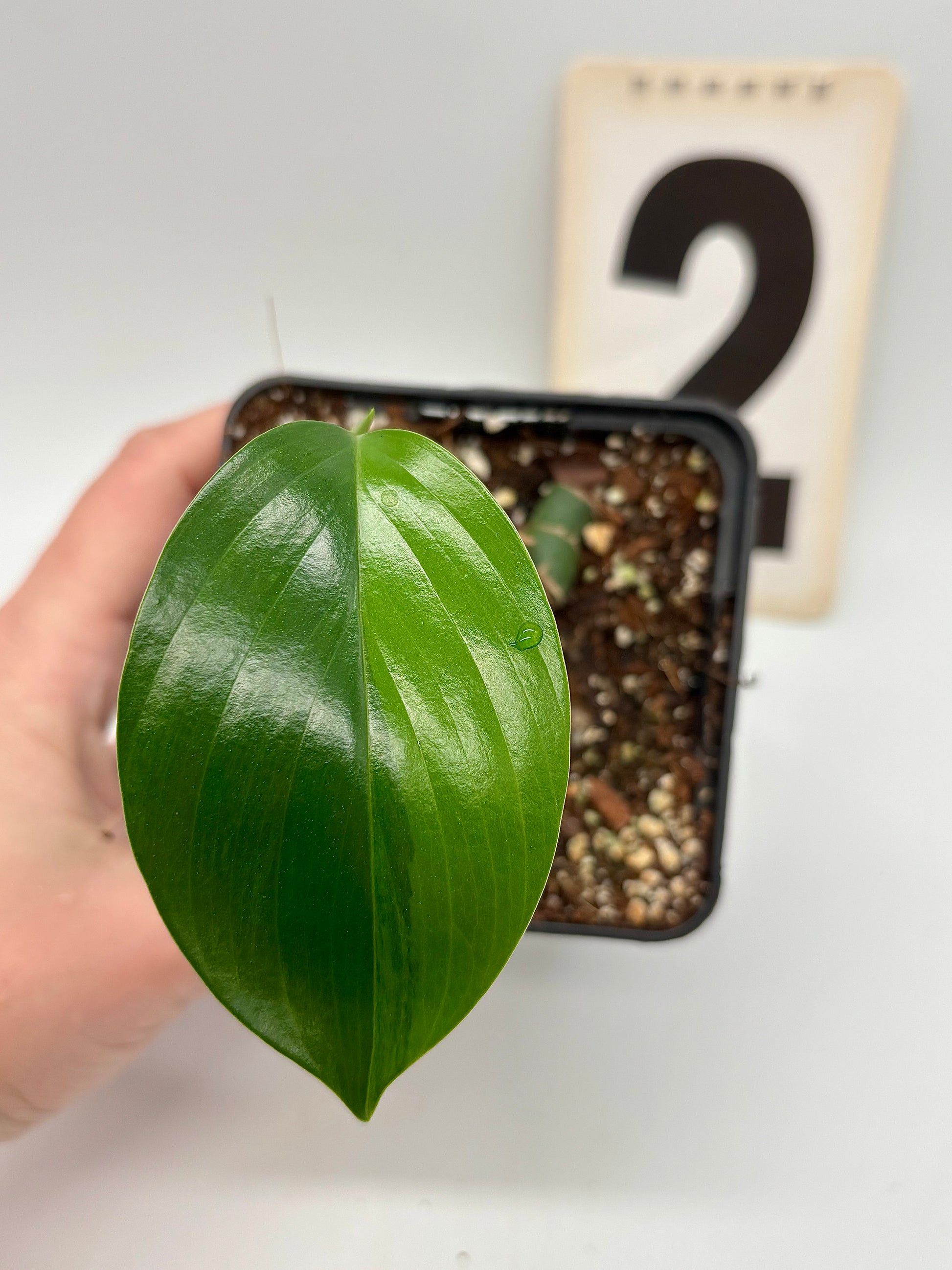 Philodendron Dragon Tail Variegata