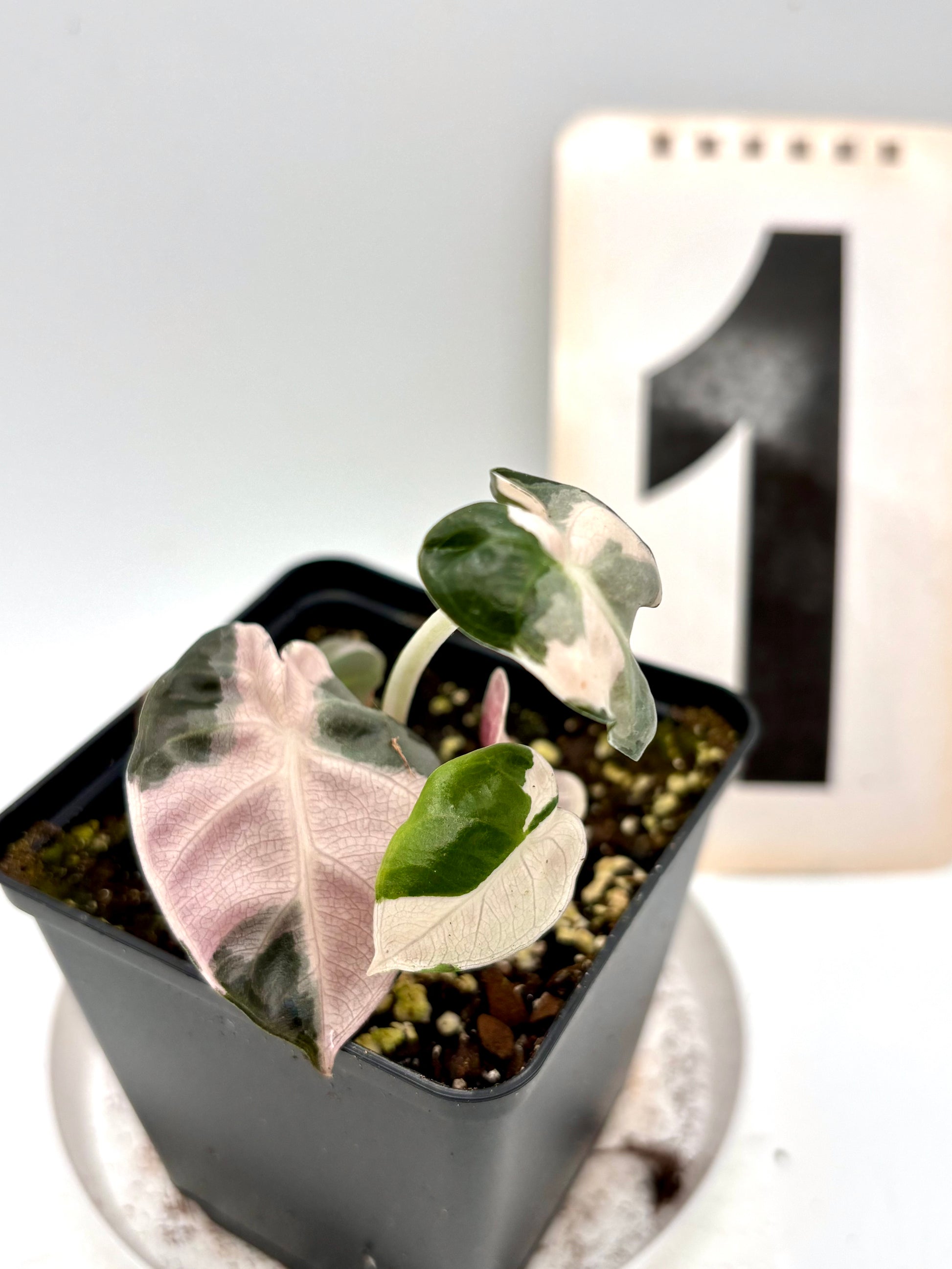 Alocasia Balloon Heart Variegata - Exotic-Flowers