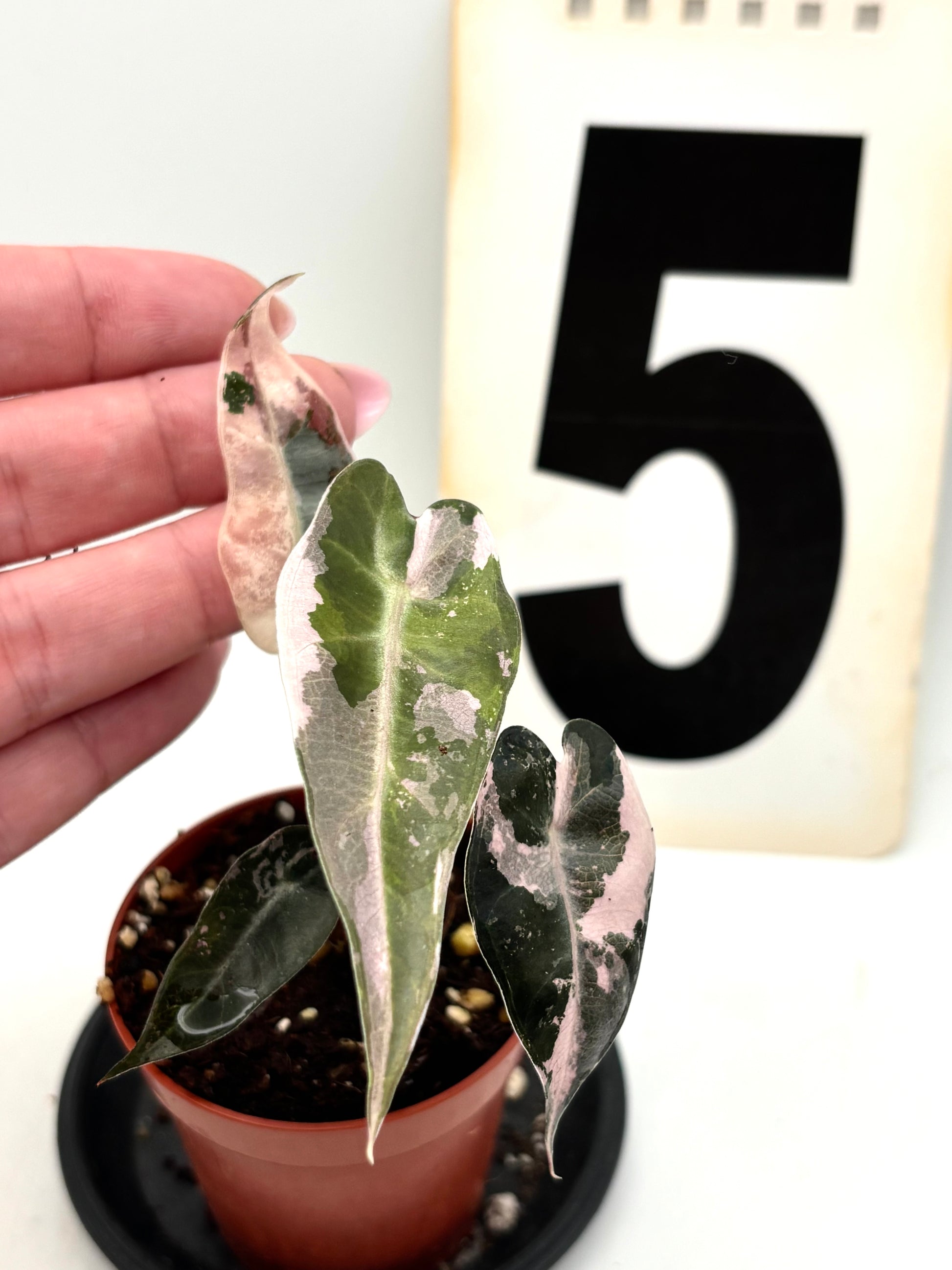 Alocasia Bambino Variegata von Exotic-Flowers, junge Zimmerpflanze mit grün-weiß variierten Blättern, auf natürlichem Hintergrund.