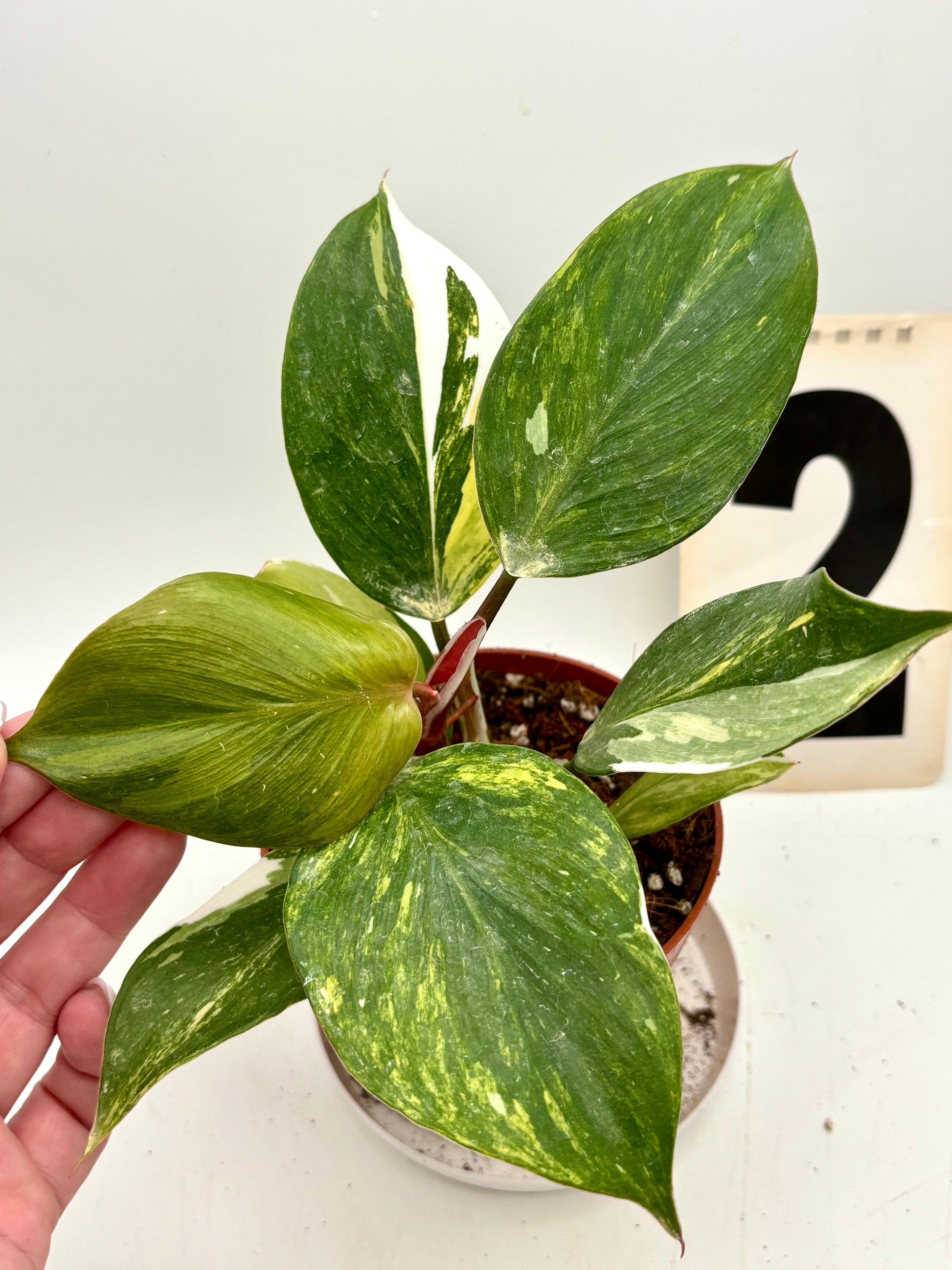 Philodendron White Knight Aurea / Tricolor