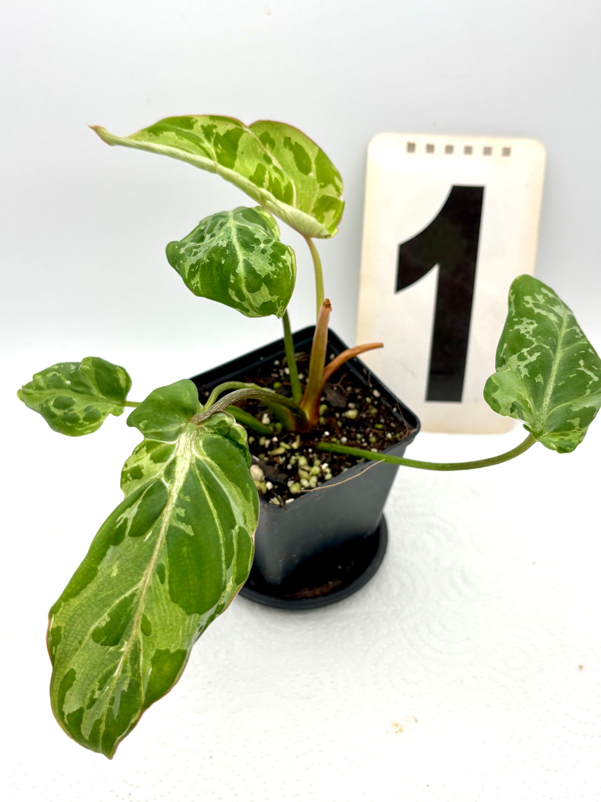 Philodendron Gloriosum Variegata / Snow Leopard - Jungpflanzen