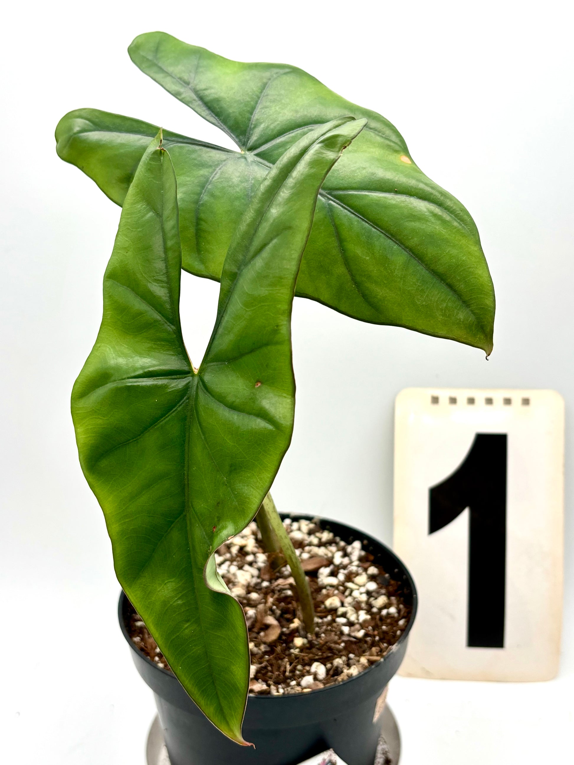 Grüne Alocasia Princeps Pflanze von Exotic-Flowers mit großen, herzförmigen Blättern, detailreich und lebendig fotografiert