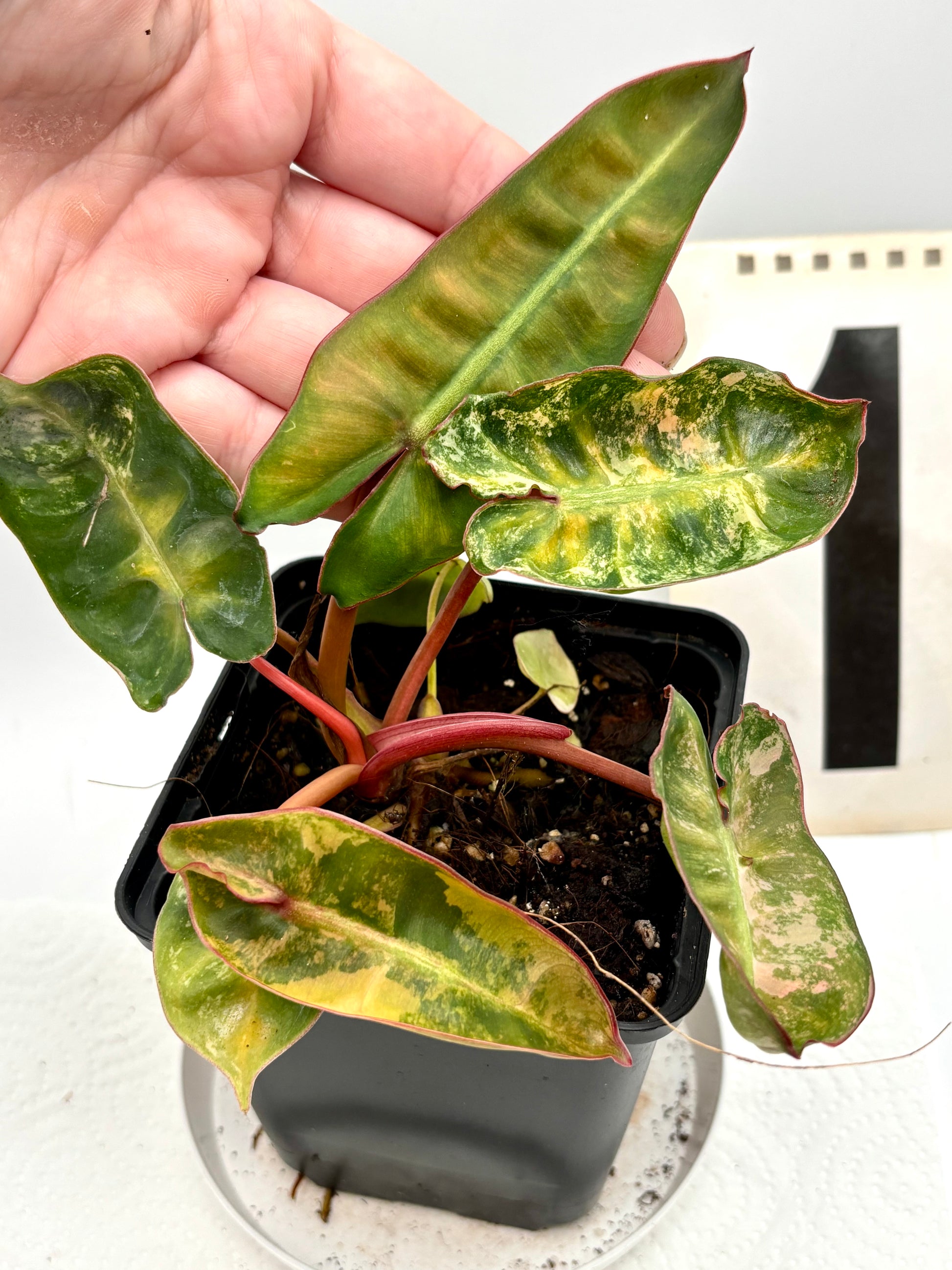 Philodendron Billietiae Variegata