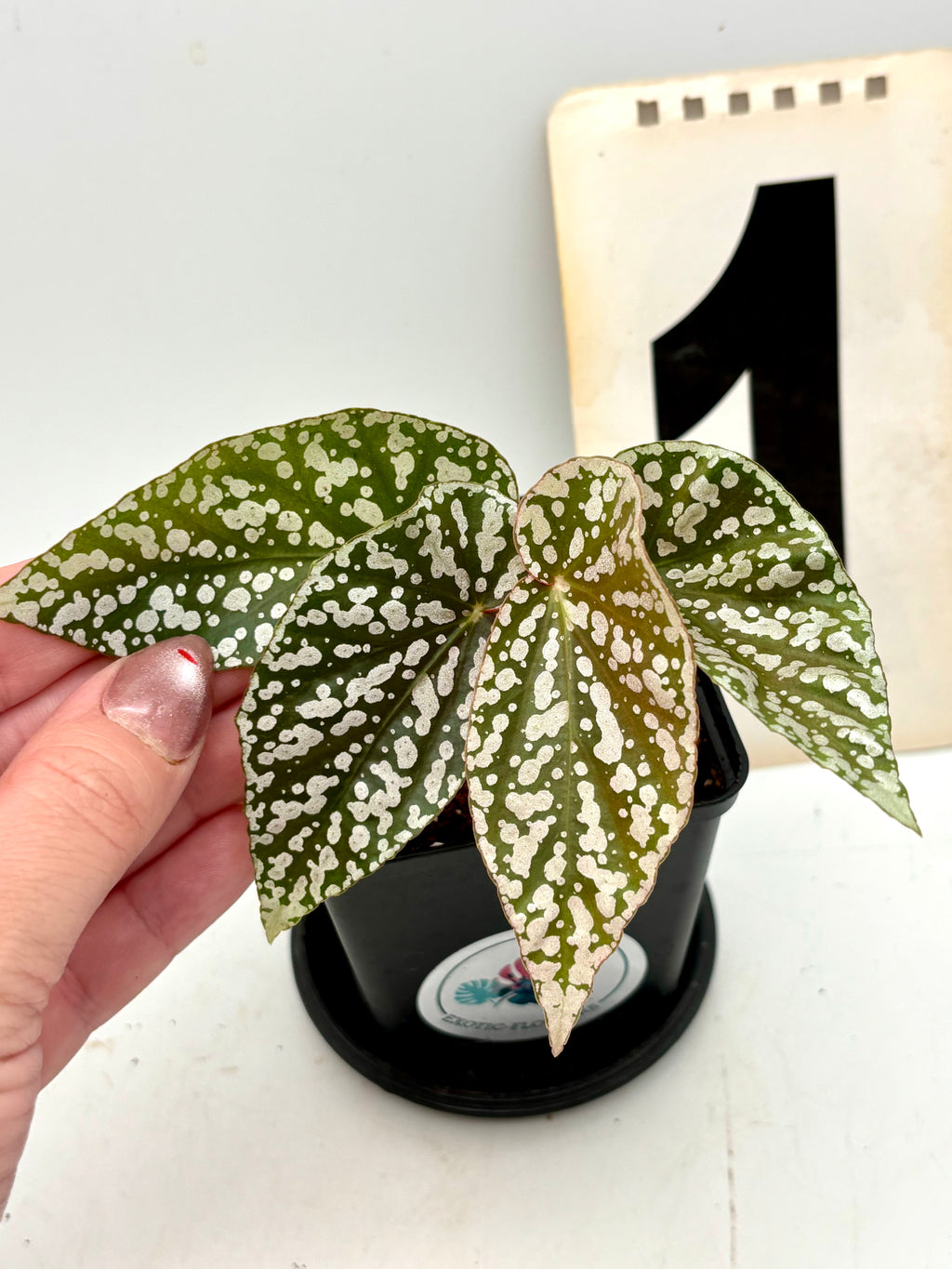 Begonia Snowcap