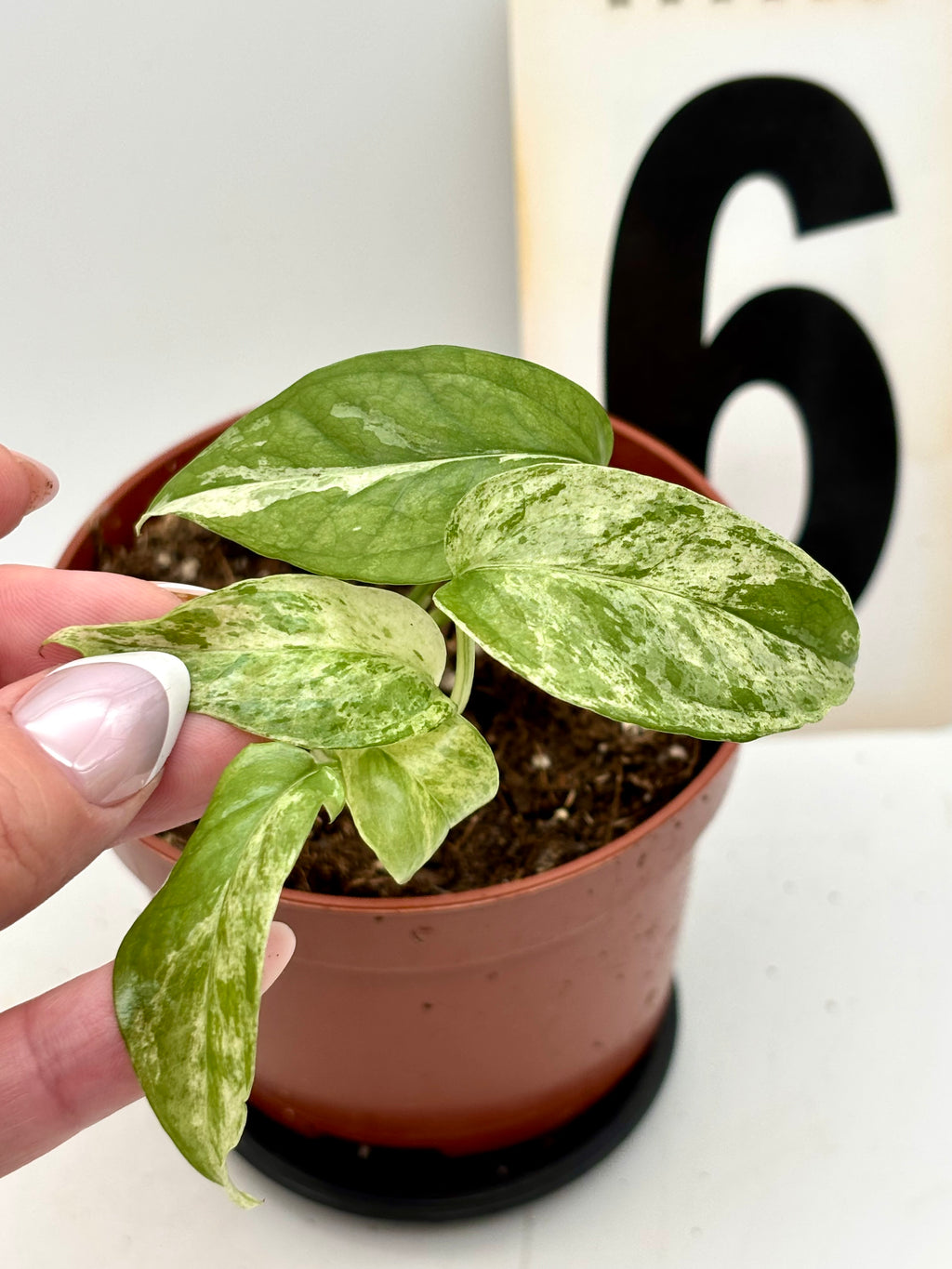 Epipremnum Cebu Blue Variegata