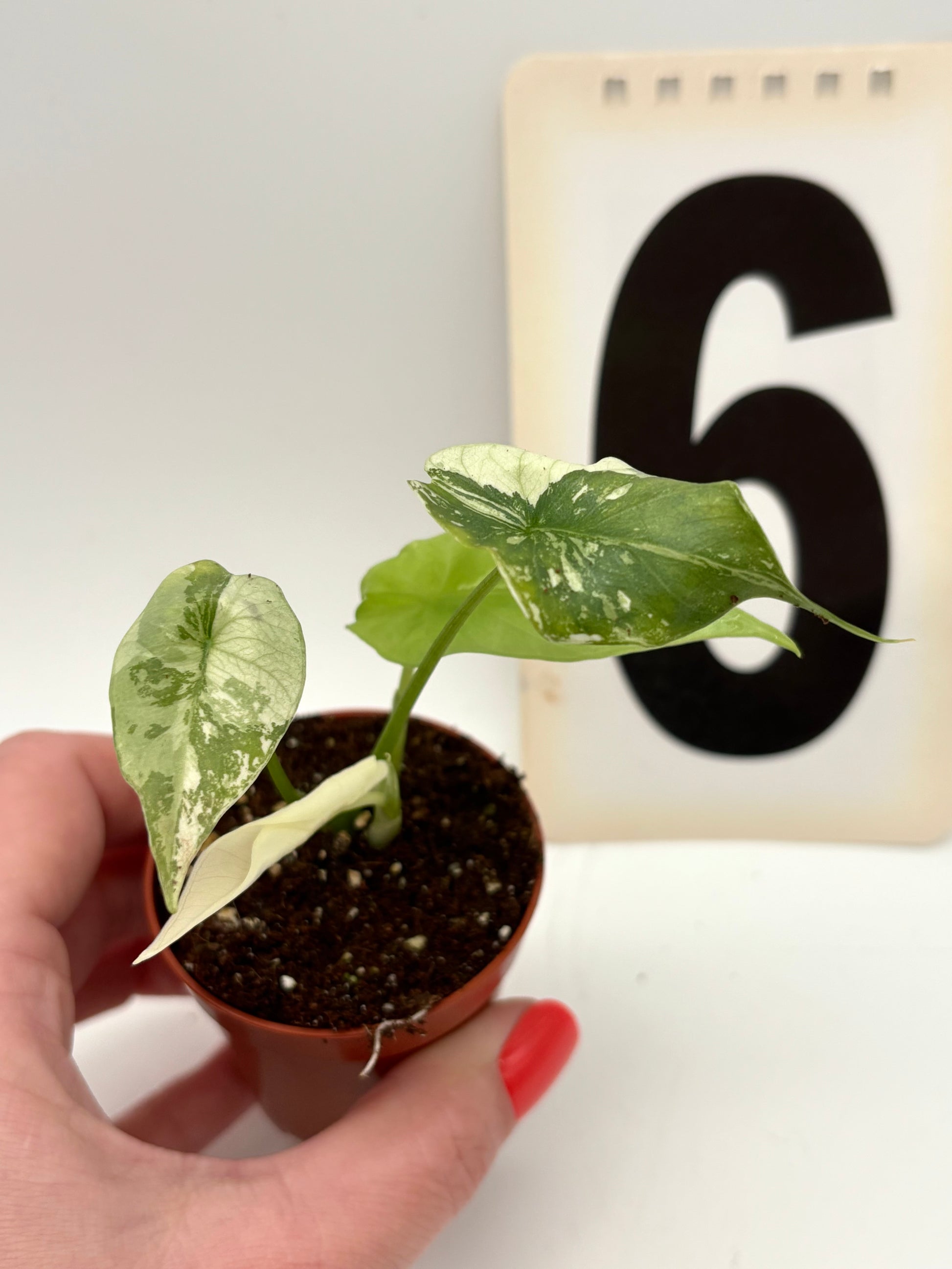 Alocasia Simpo Albo Variegata
