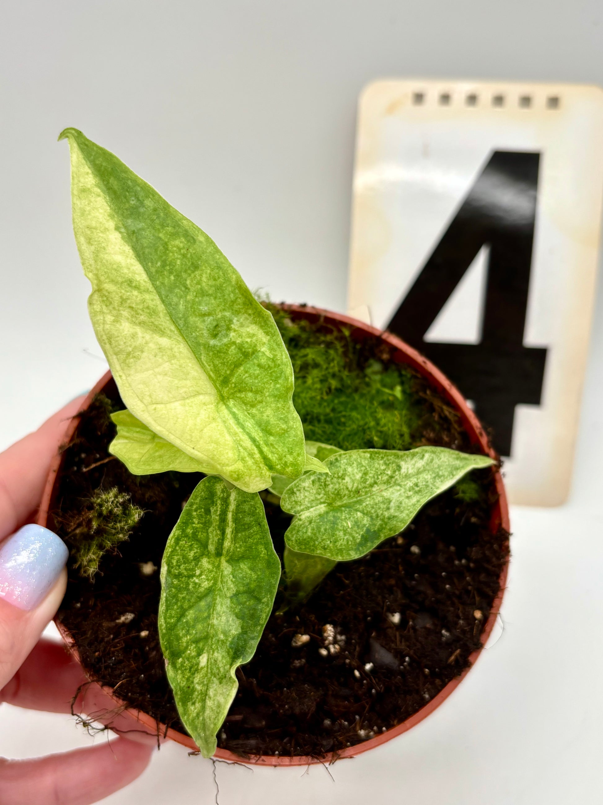Alocasia Carpet sp Sulawesi Variegata