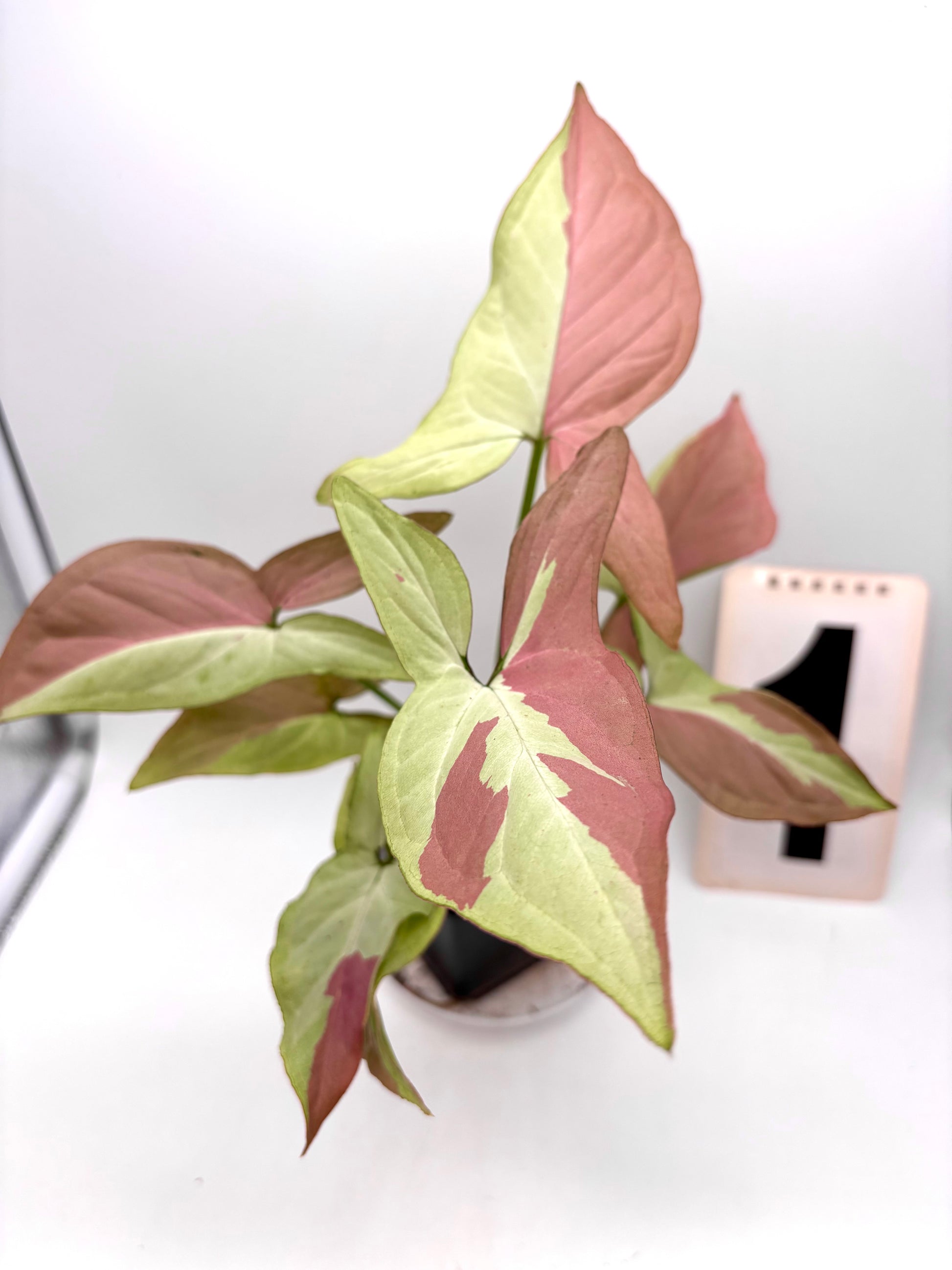 Syngonium Strawberry Milk