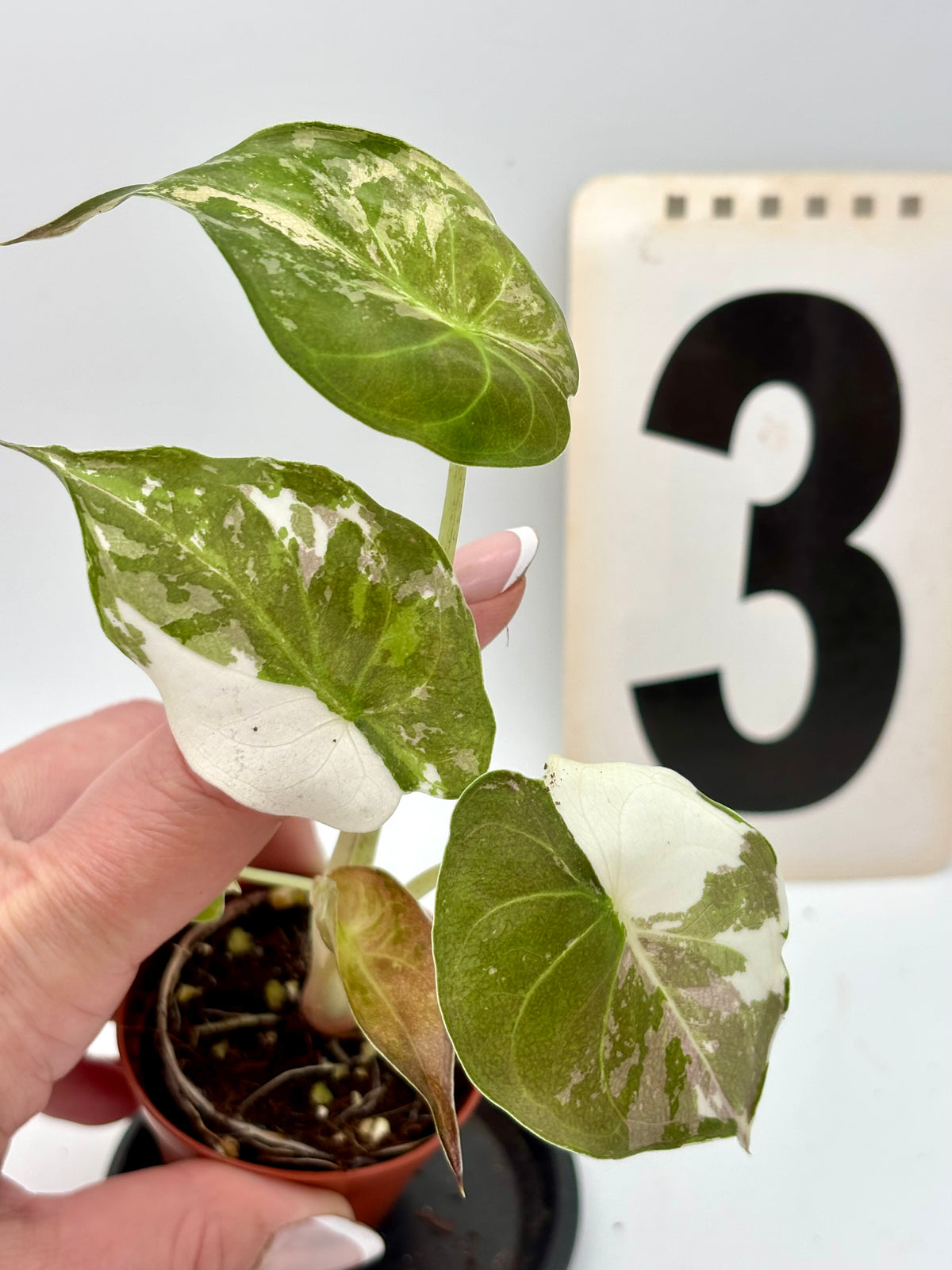 Alocasia Wentii Albo mit rosa Variegation, exotische Zimmerpflanze, große grüne Blätter mit weißen und rosa Mustern.