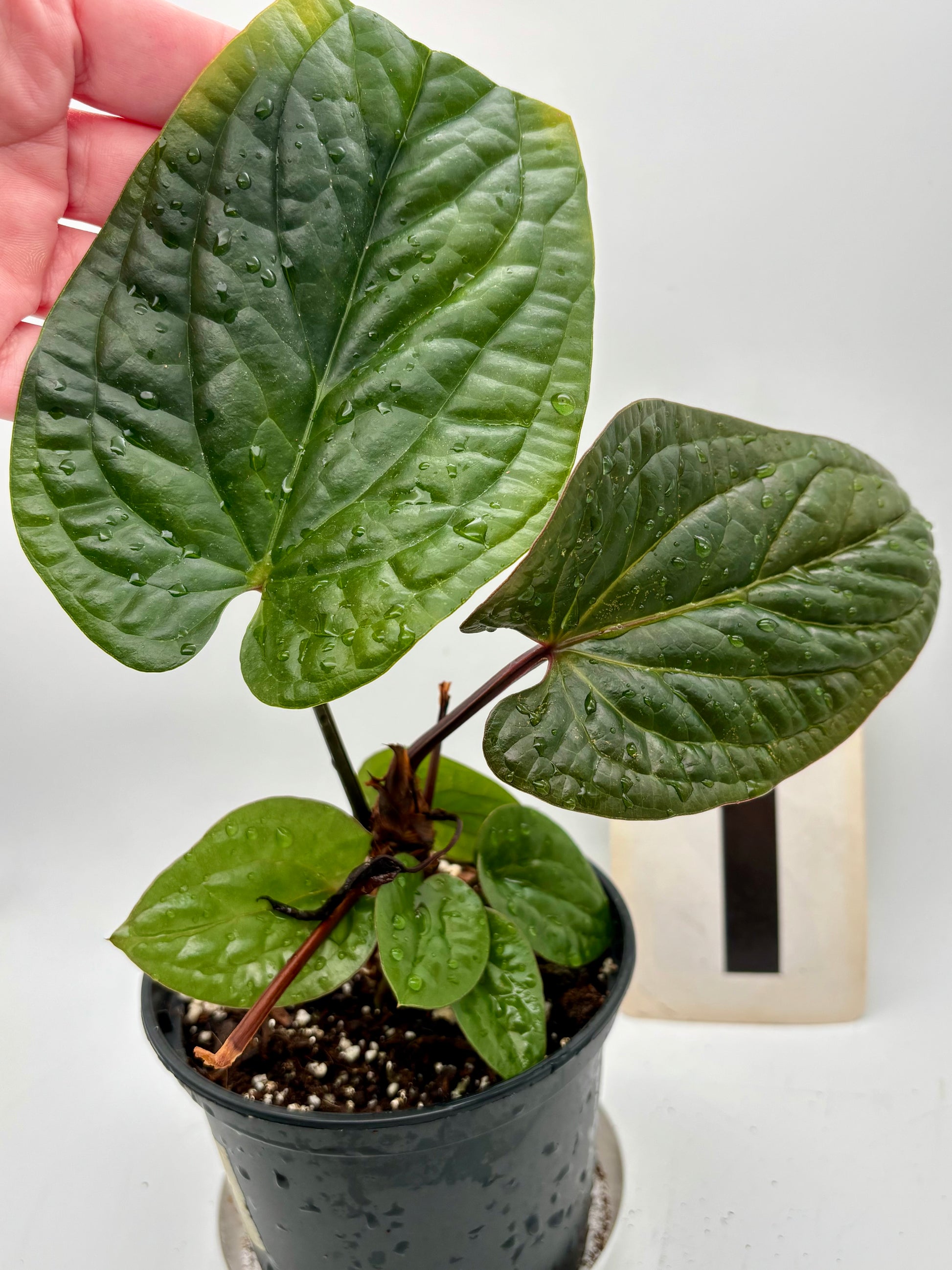 Anthurium Luxurians x Radicans Pflanze mit grünen Blättern und roten Blüten, von Exotic-Flowers, indoor geeignet.