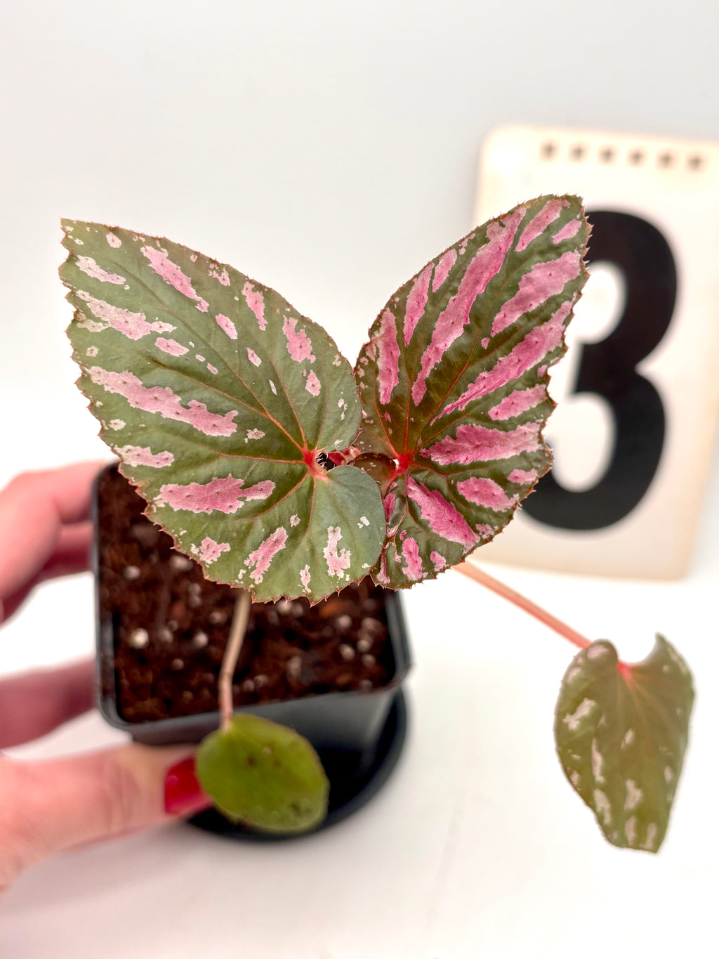Begonia Brevirimosa