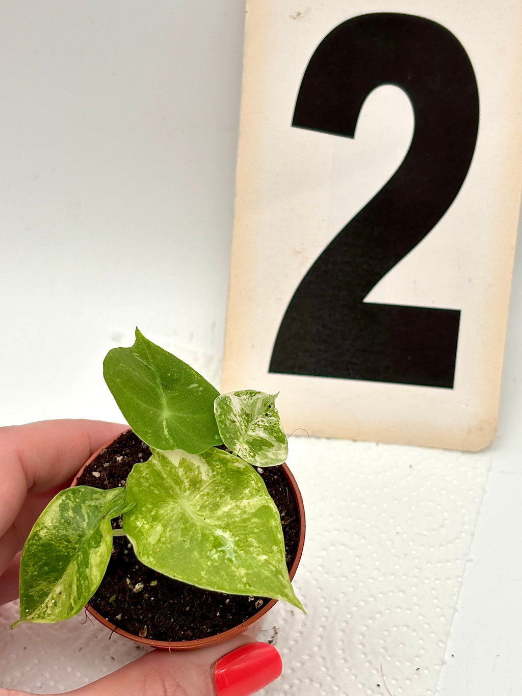 Alocasia Nairobi Night Variegata