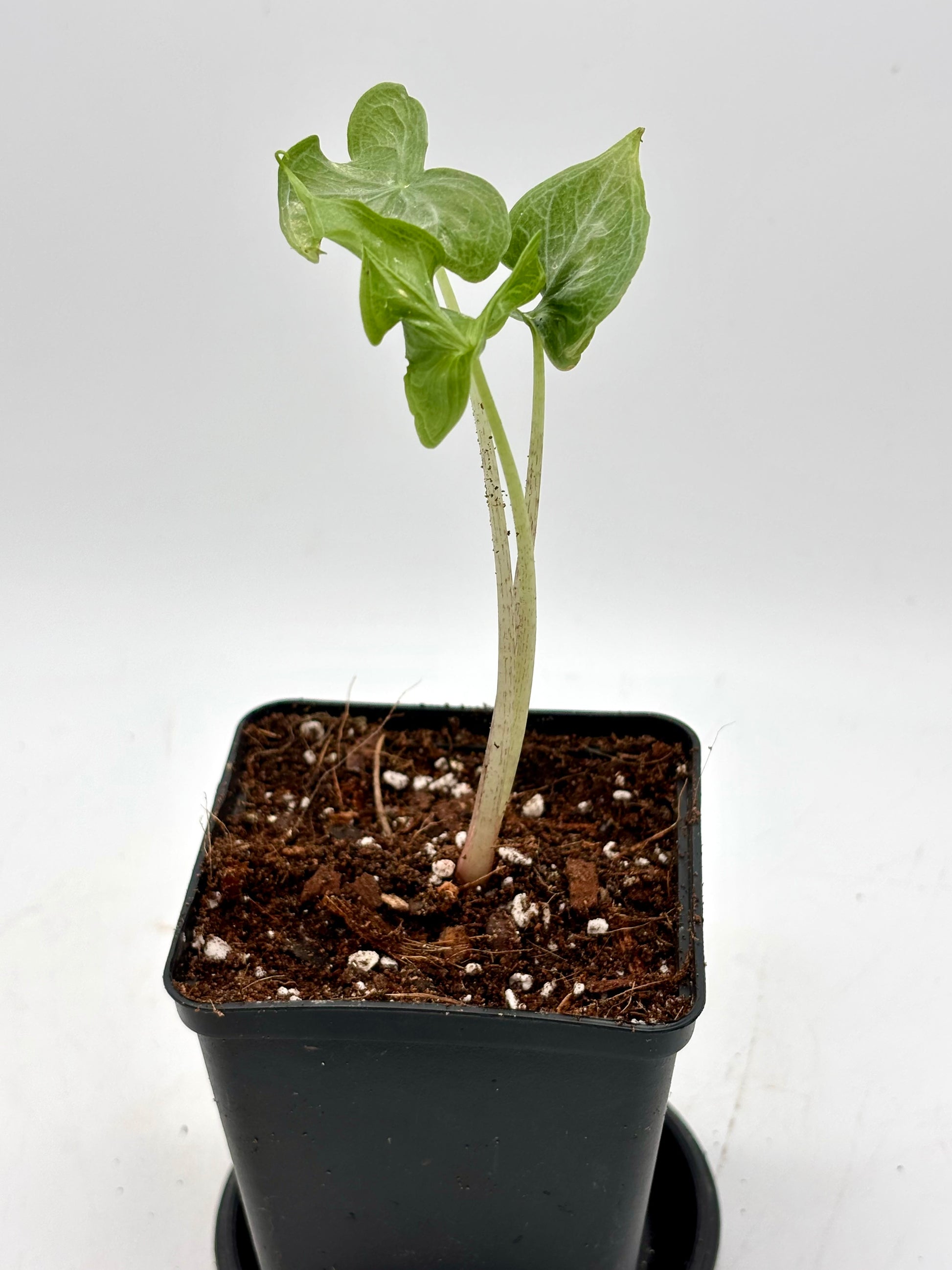 Alocasia Holy Grail