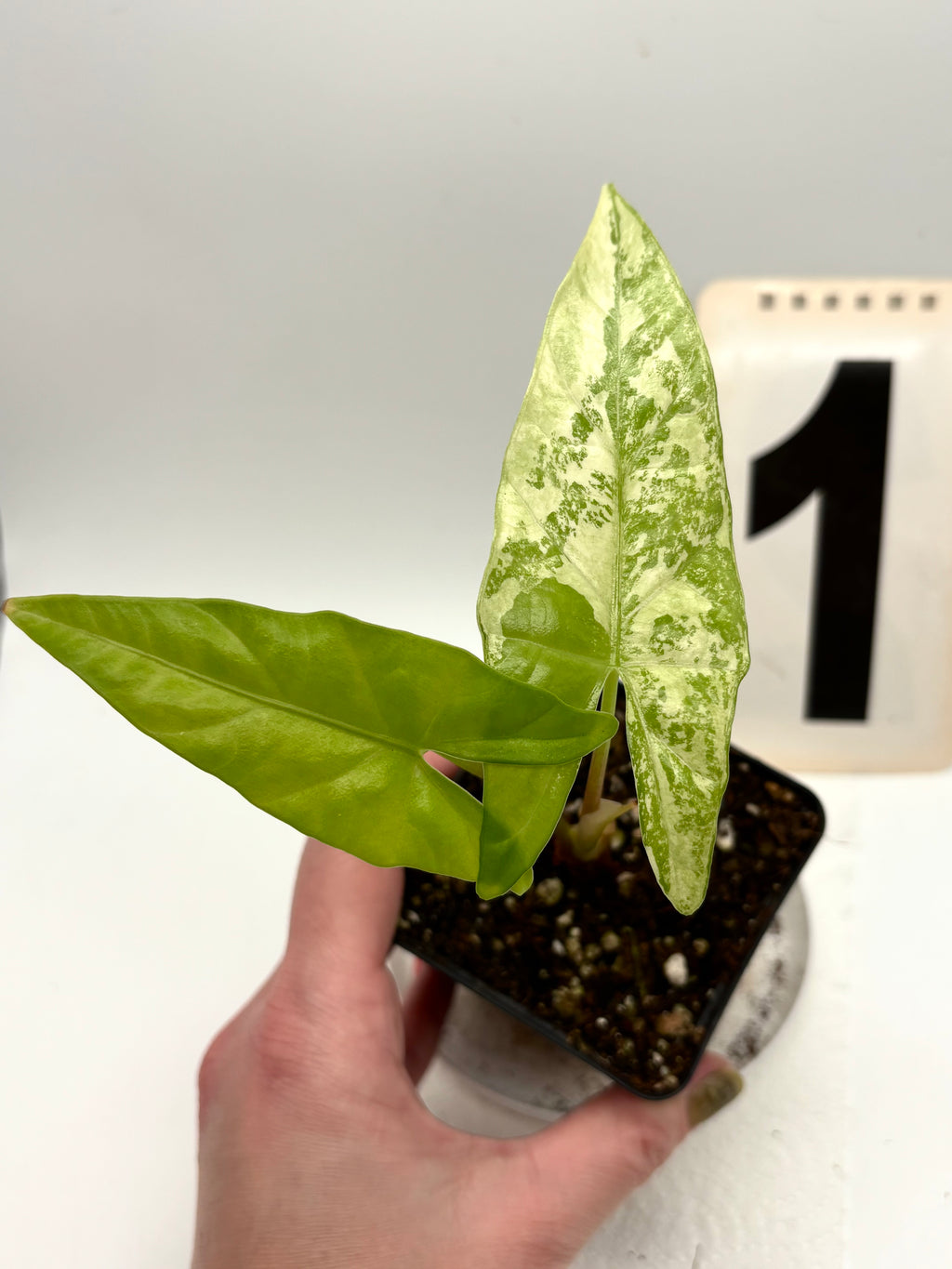 Alocasia Simpo Albo Variegata