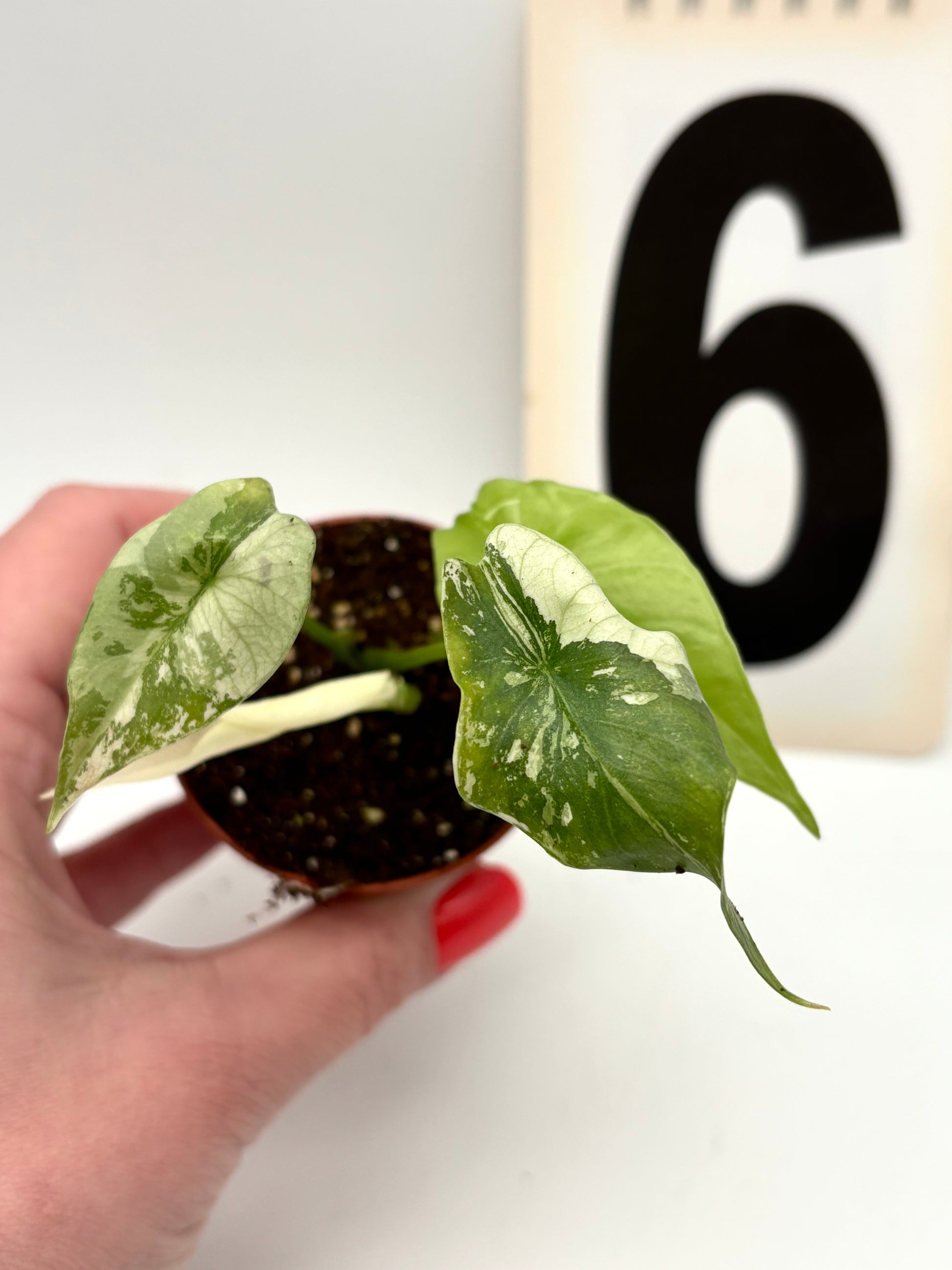 Alocasia Simpo Albo Variegata