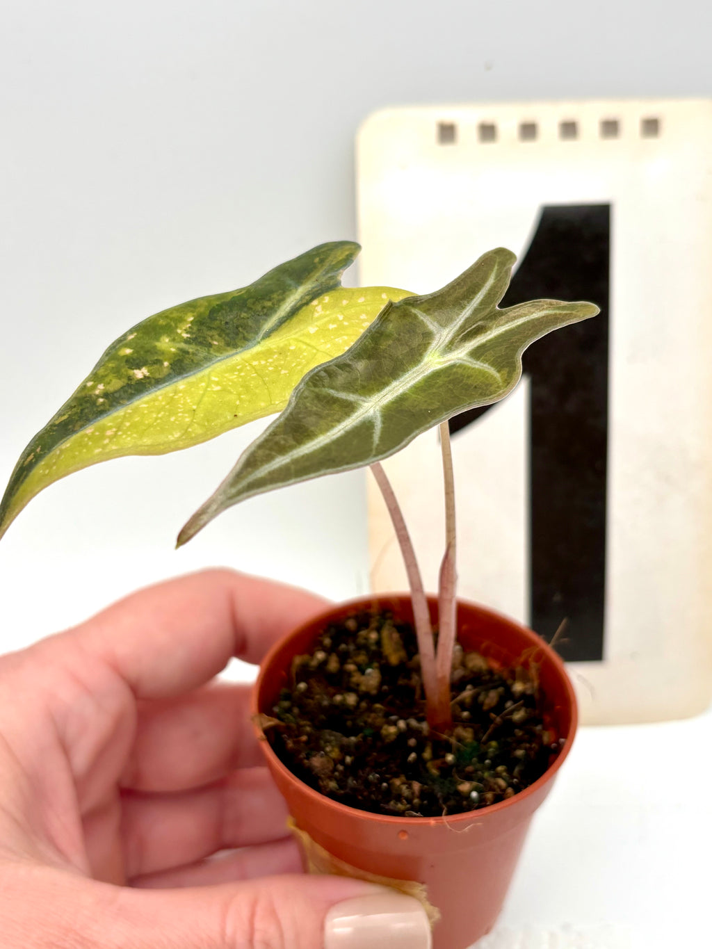 Alocasia Nobilis Aurea Variegata