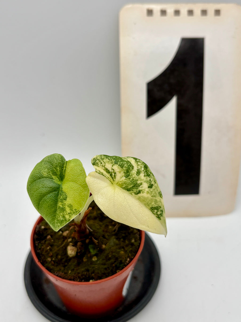 Alocasia Melo Tricolor Pflanze von Exotic-Flowers mit grünen, weißen und pinkfarbenen Blättern, im Top auf einem Holztisch.