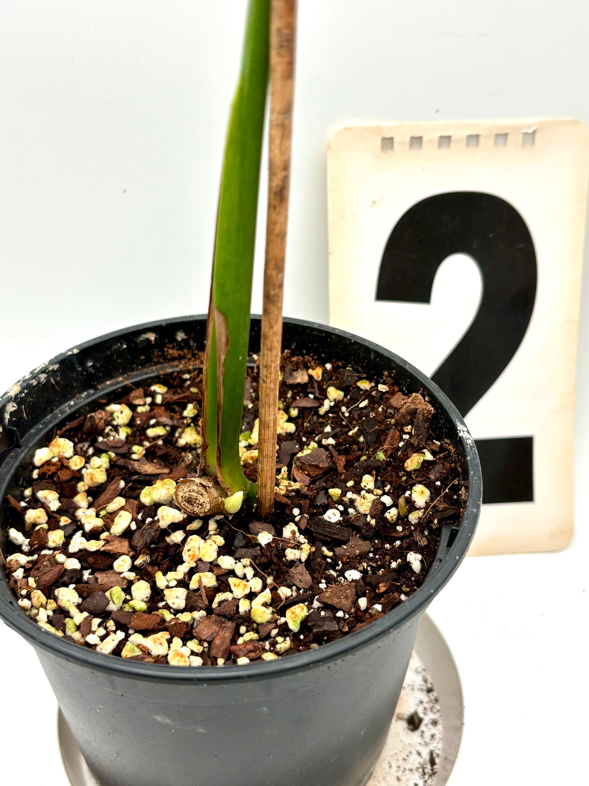 Monstera Burle Marx Flame Pflanze von Exotic-Flowers mit charakteristischen geflammten, grünen Blättern, Topf und Blätter sichtbar