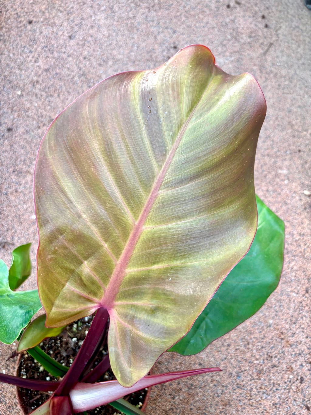 Philodendron Yellow Flame