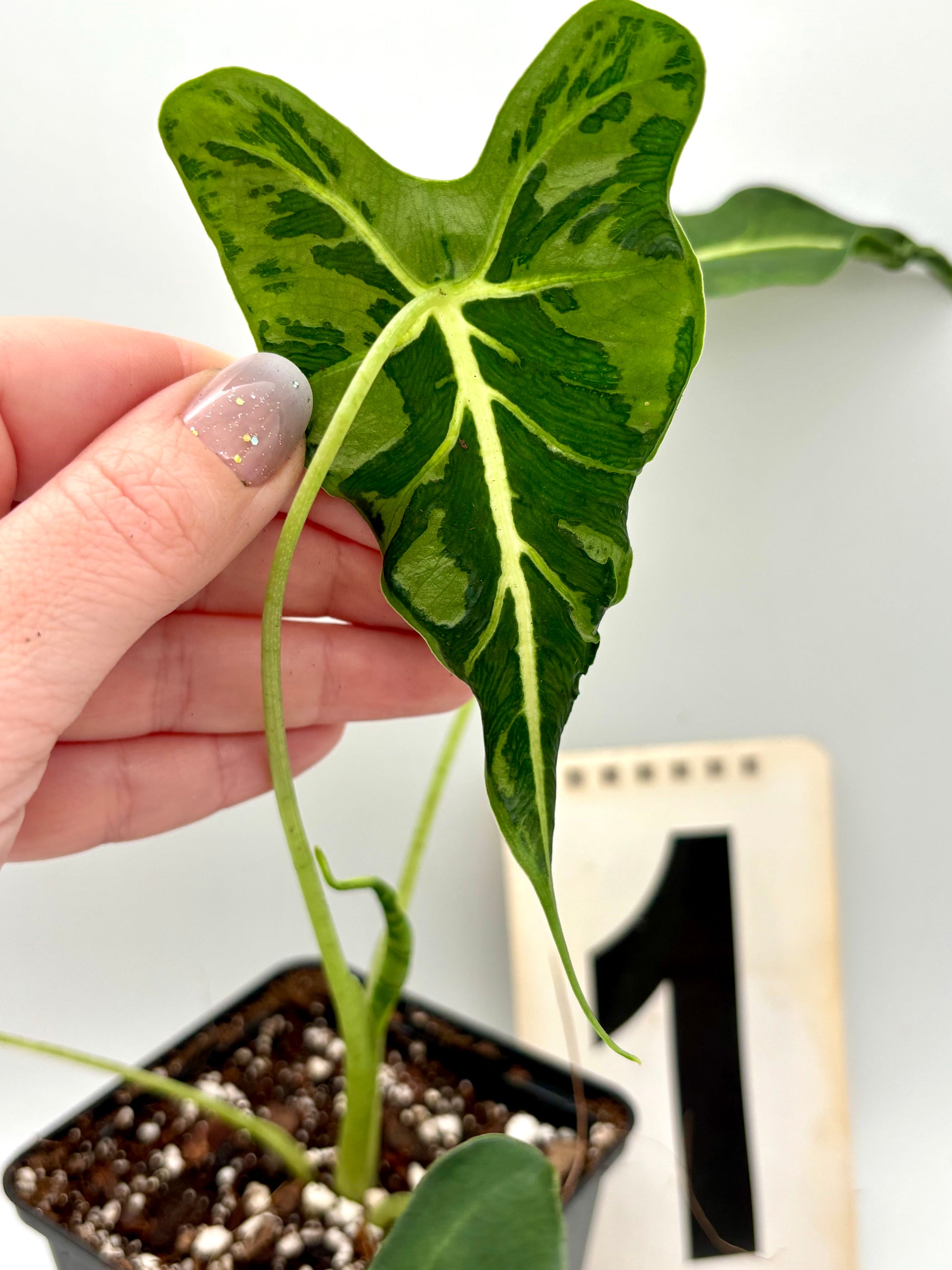 Alocasia Frydek Tattoo / Emerald Tide - Exotic-Flowers
