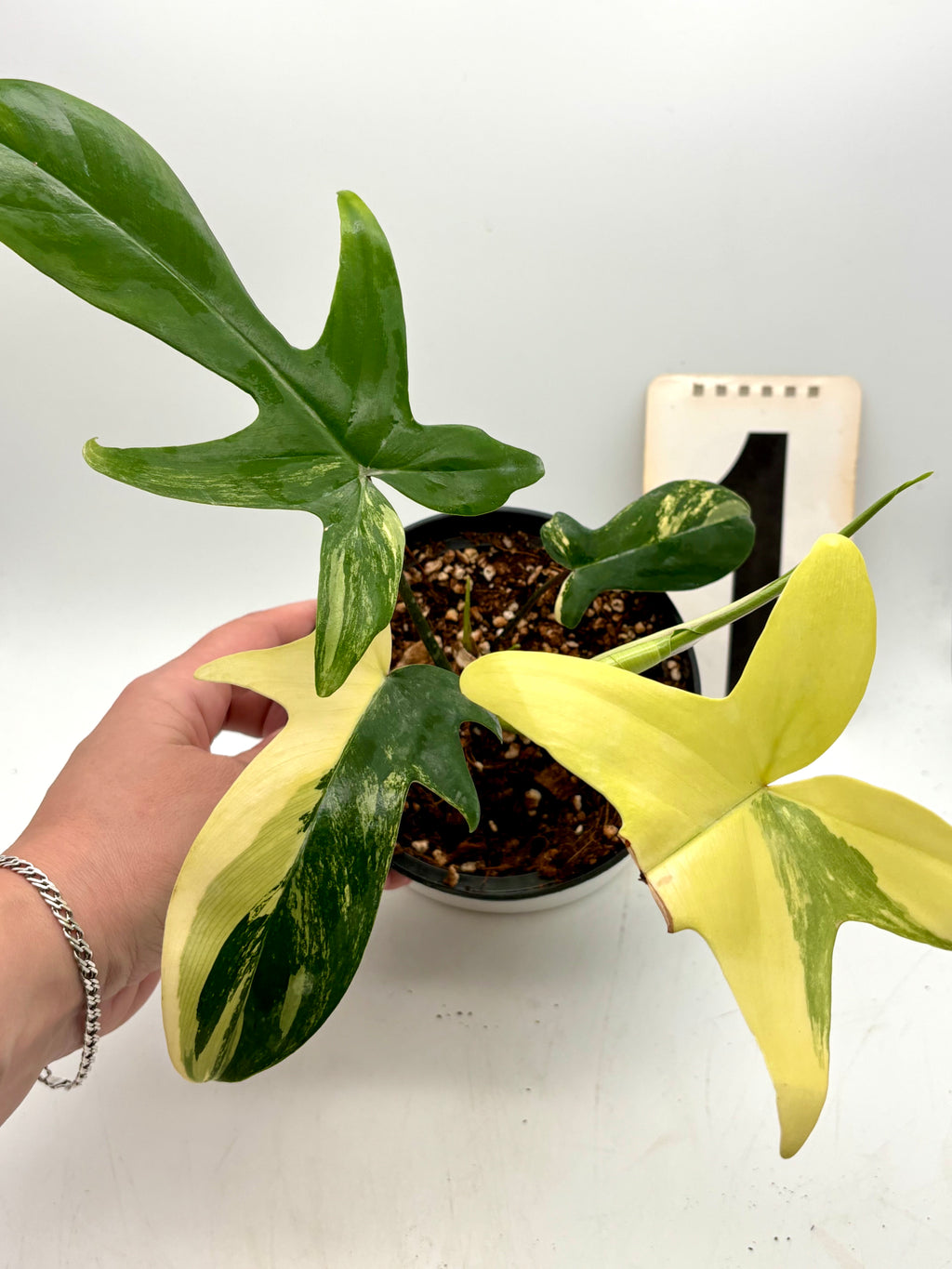 Philodendron Florida Beauty von Exotic-Flowers, grüne Pflanze mit großen, glänzenden Blättern, ideal für Zimmerdekoration