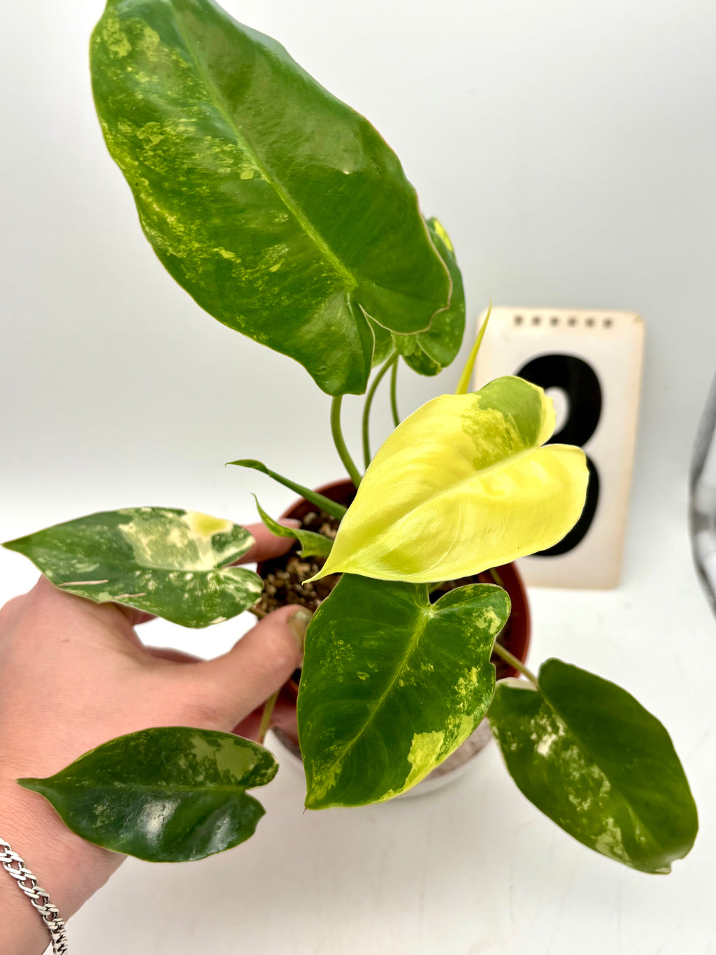 Variegierter Philodendron Burle Marx von Exotic Flowers, grüne Blätter mit weißen Mustern, Indoor-Pflanze in Top-Qualität