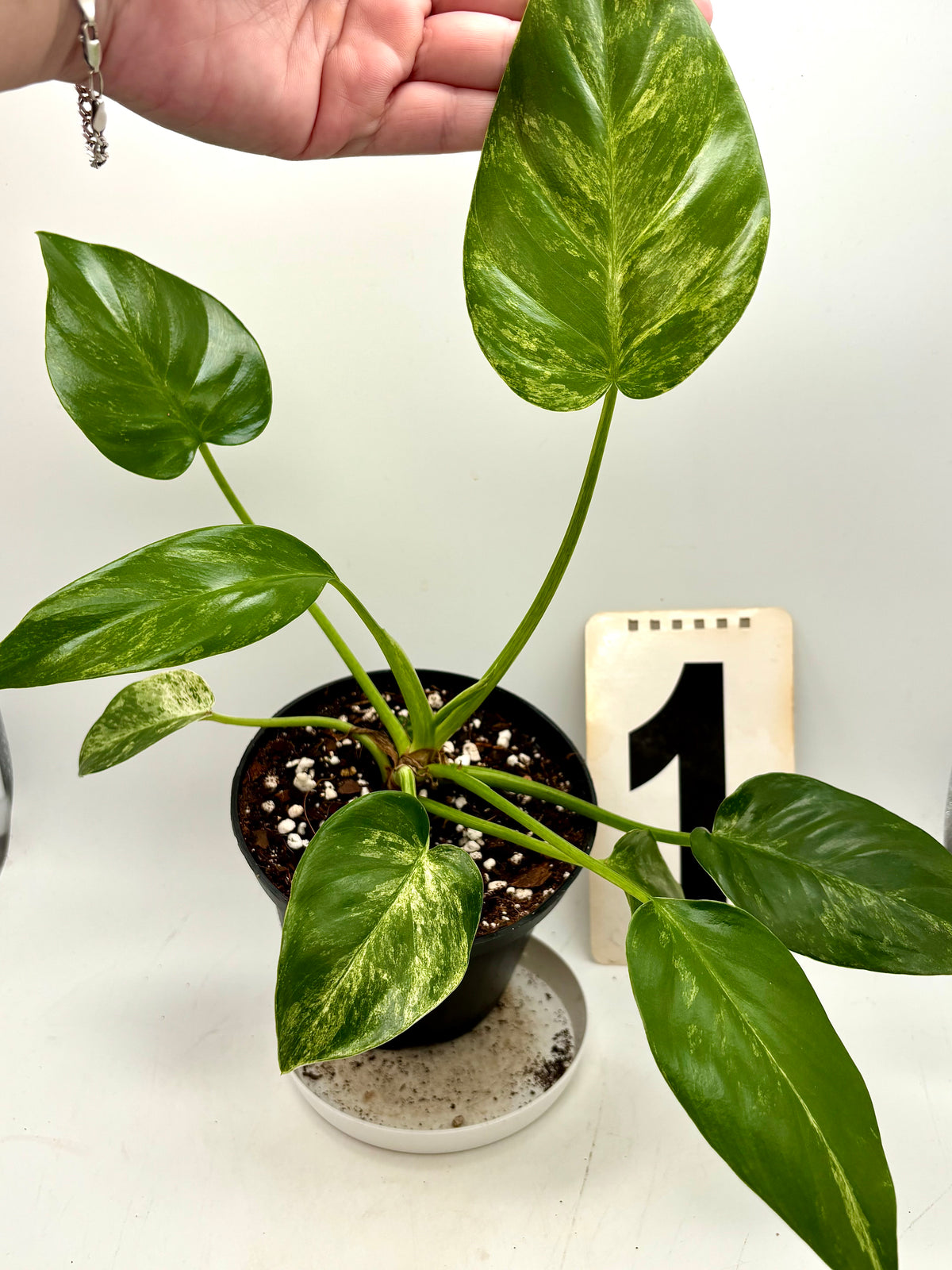 Gefäß mit Philodendron Giganteum Variegata, große grüne Blätter mit weißen Variegierungen, exotische Zimmerpflanze von Exotic-Flowers