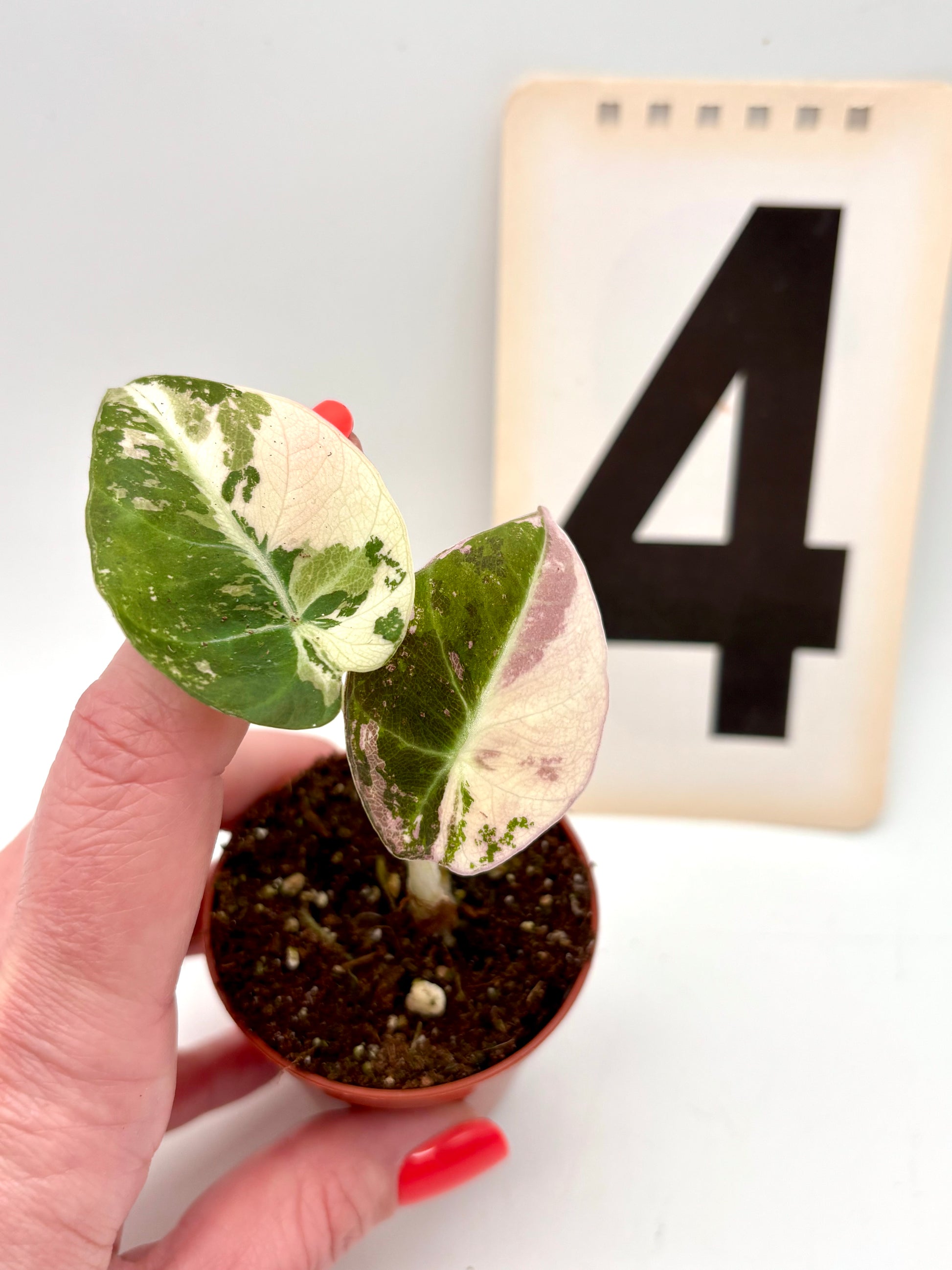 Alocasia Black Velvet Variegata