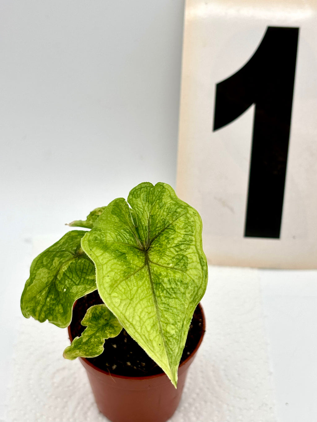 Alocasia Jacklyn Variegata
