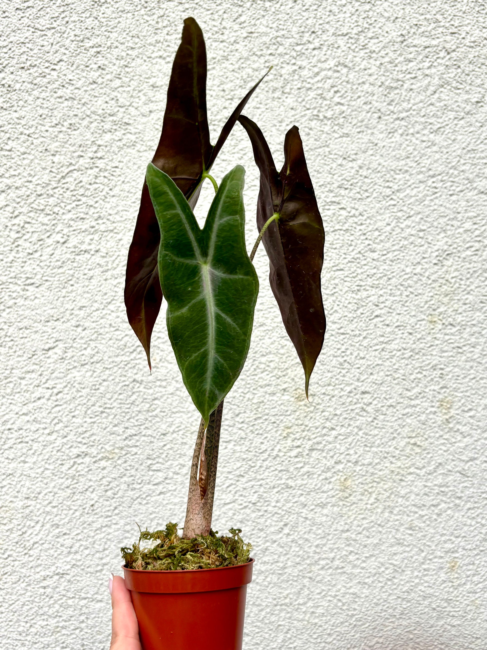 Alocasia Longiloba NOID