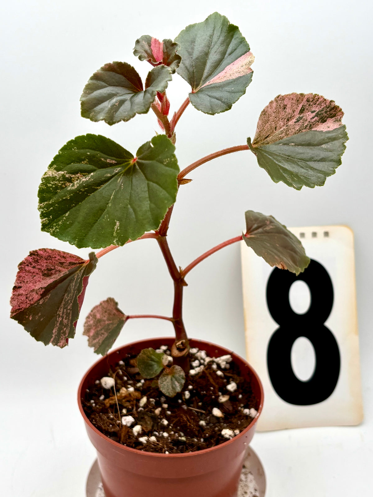 Begonia Cucullata Variegata