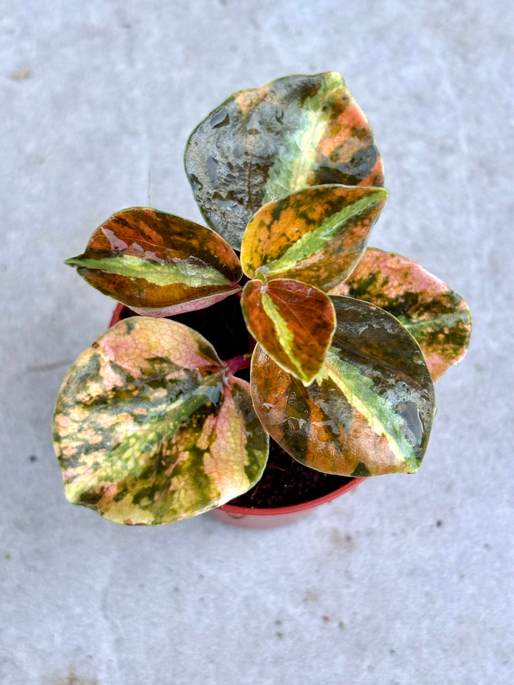 Peperomia Creme Brulee Pflanze von Exotic-Flowers mit grünen und cremefarbenen Blättern, Nahaufnahme der Pflanze