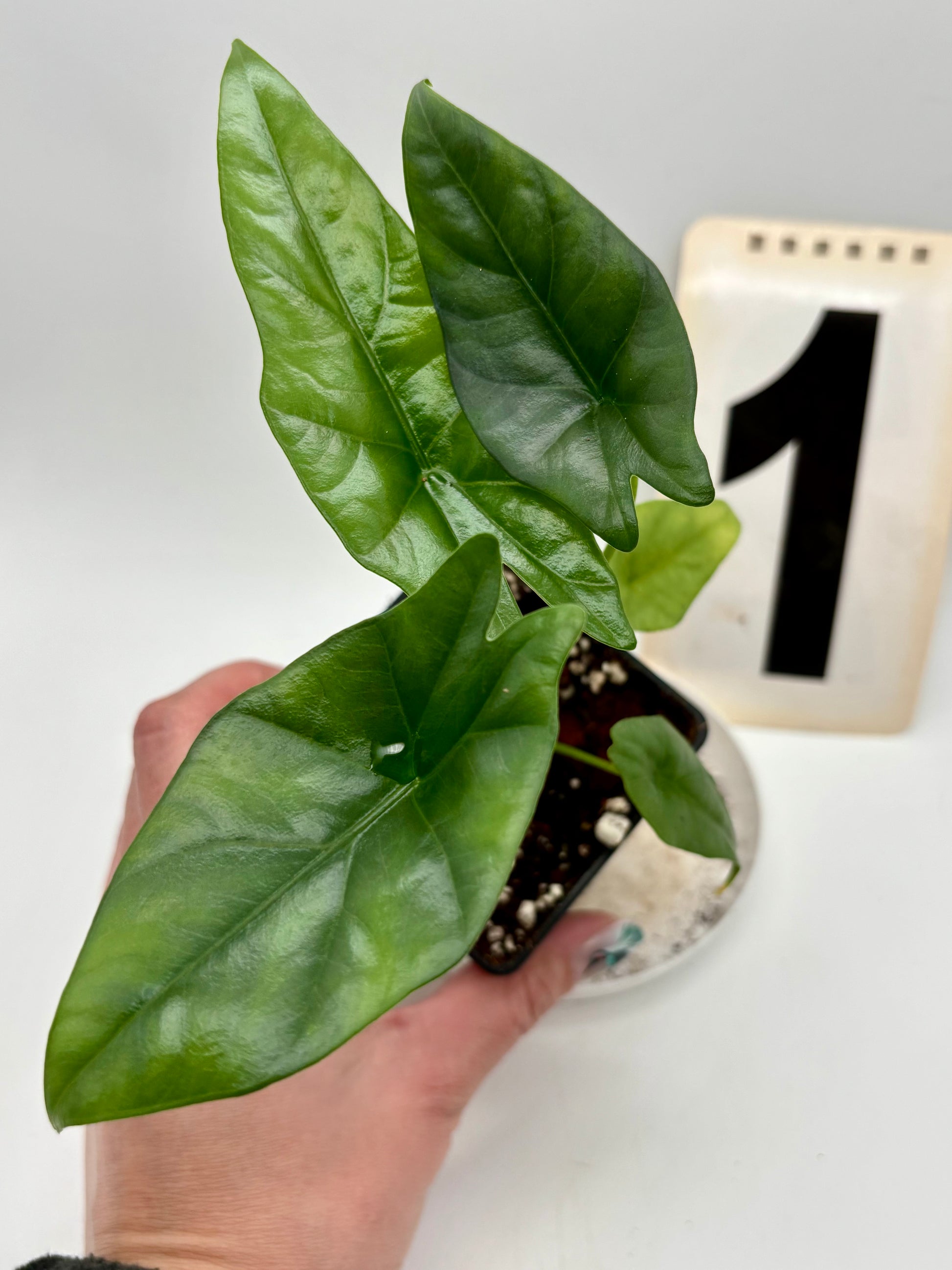 Alocasia Simpo