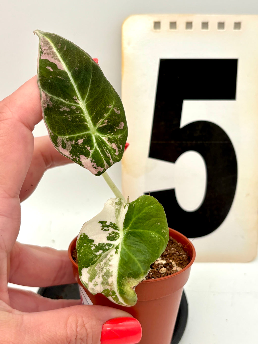 Alocasia Black Velvet Variegata von Exotic-Flowers, grüne Blätter mit schwarzen und weißen Variegationsmustern, elegante Zimmerpflanze